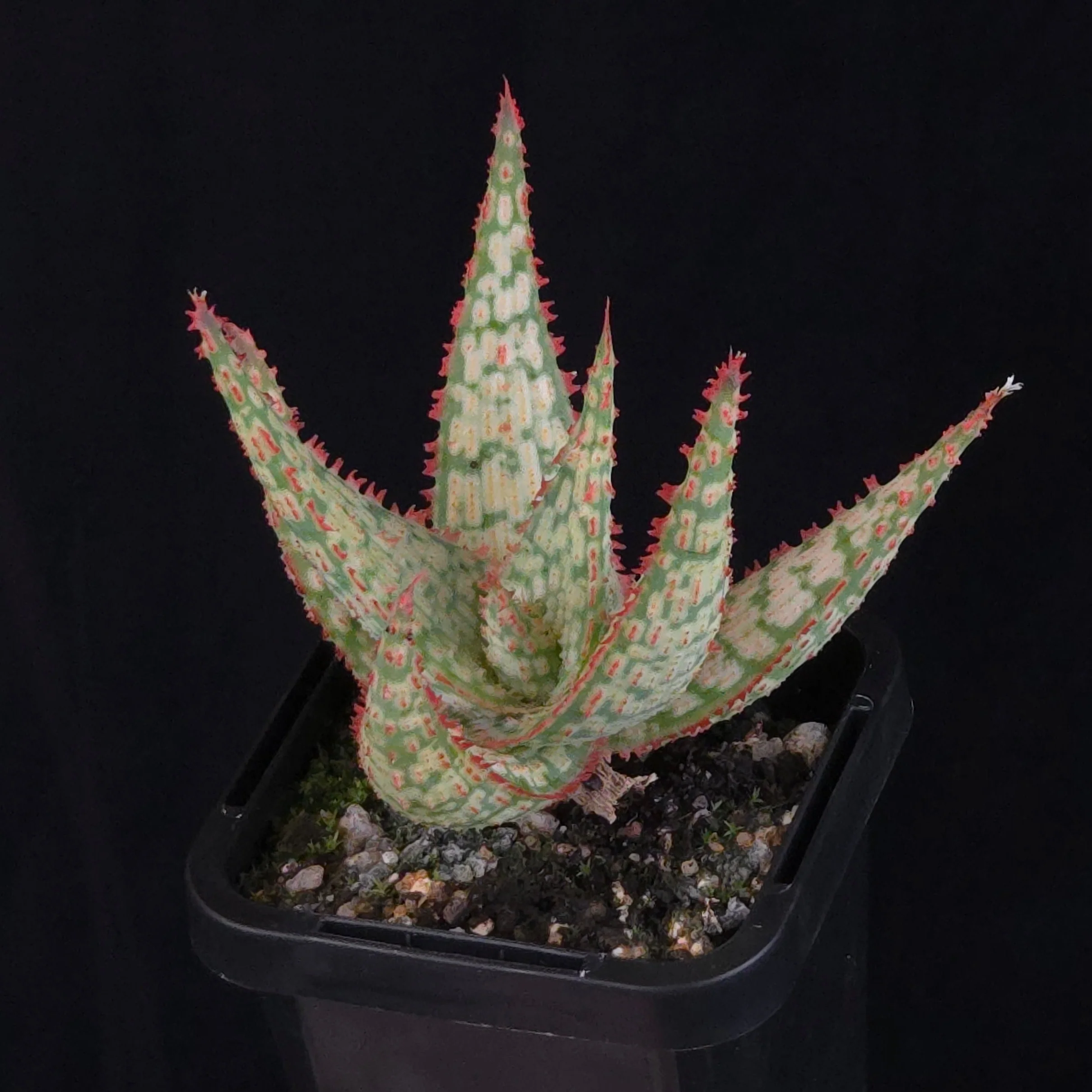 Aloe Fantasy Hybrids - Image 22