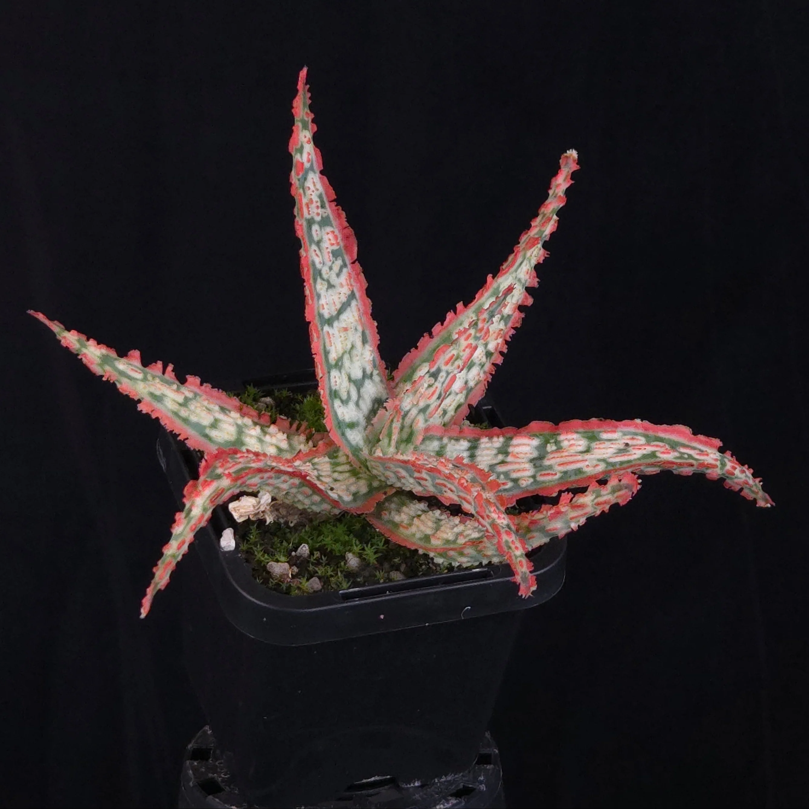 Aloe Fantasy Hybrids - Image 23