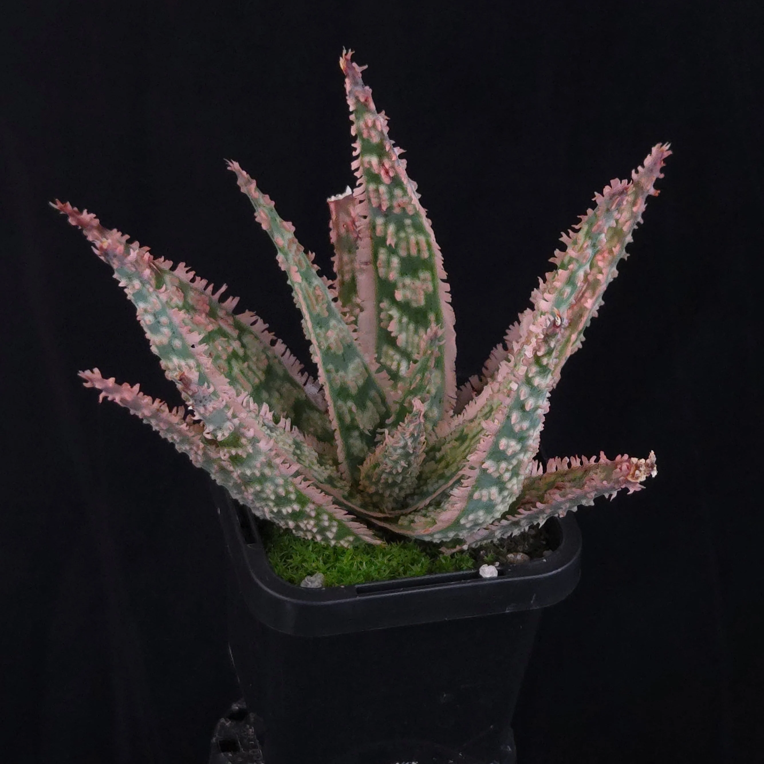 Aloe Fantasy Hybrids - Image 24