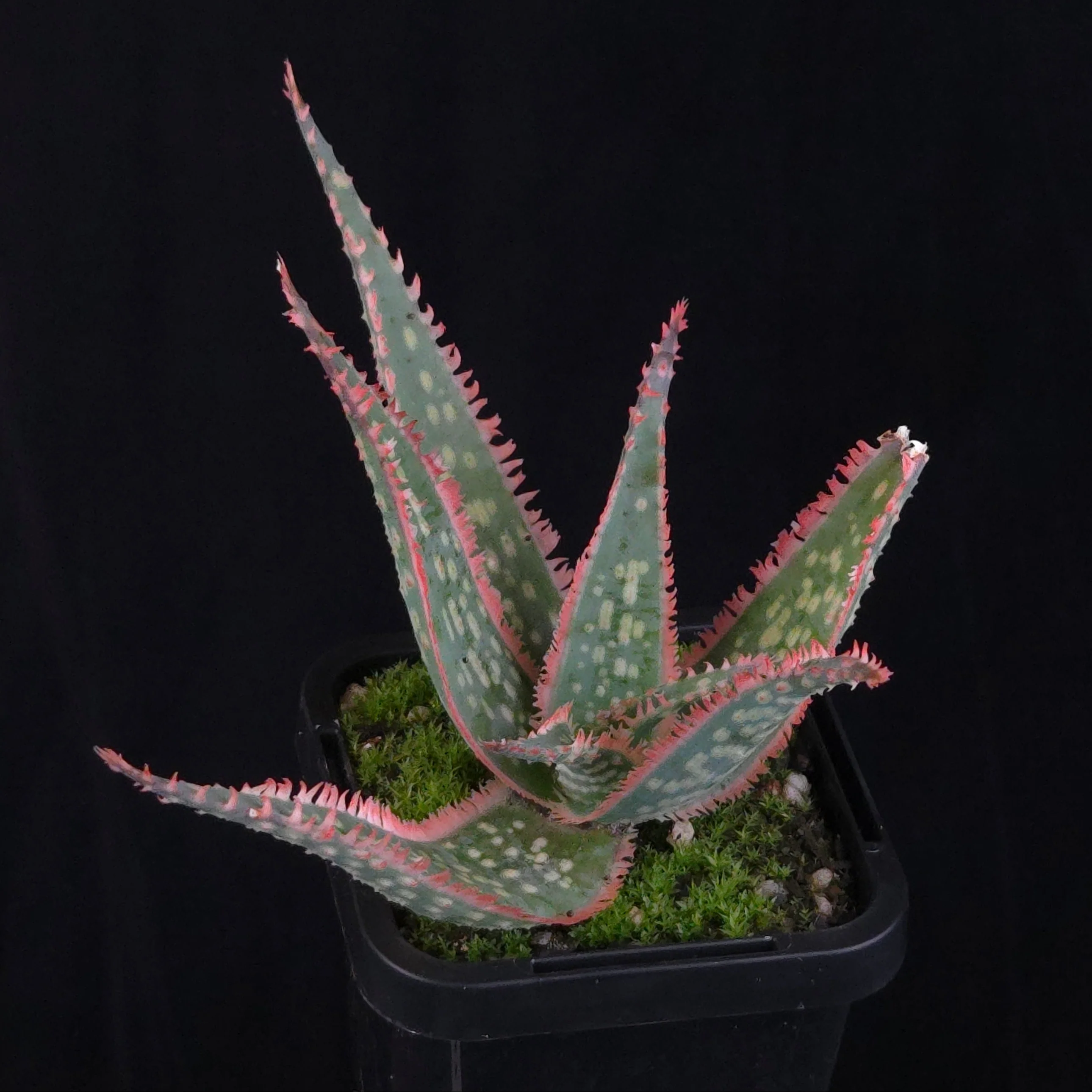 Aloe Fantasy Hybrids - Image 25