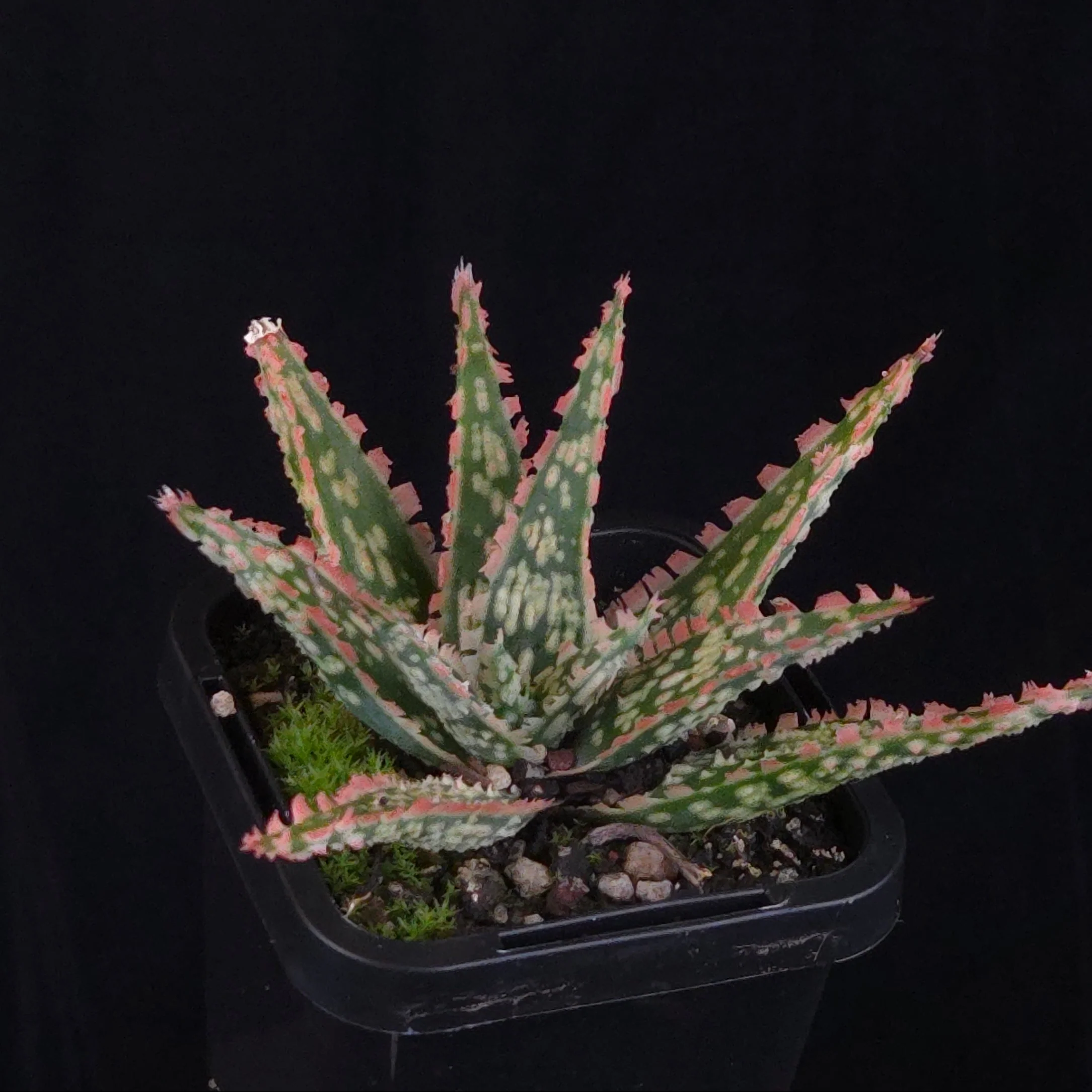 Aloe Fantasy Hybrids - Image 26
