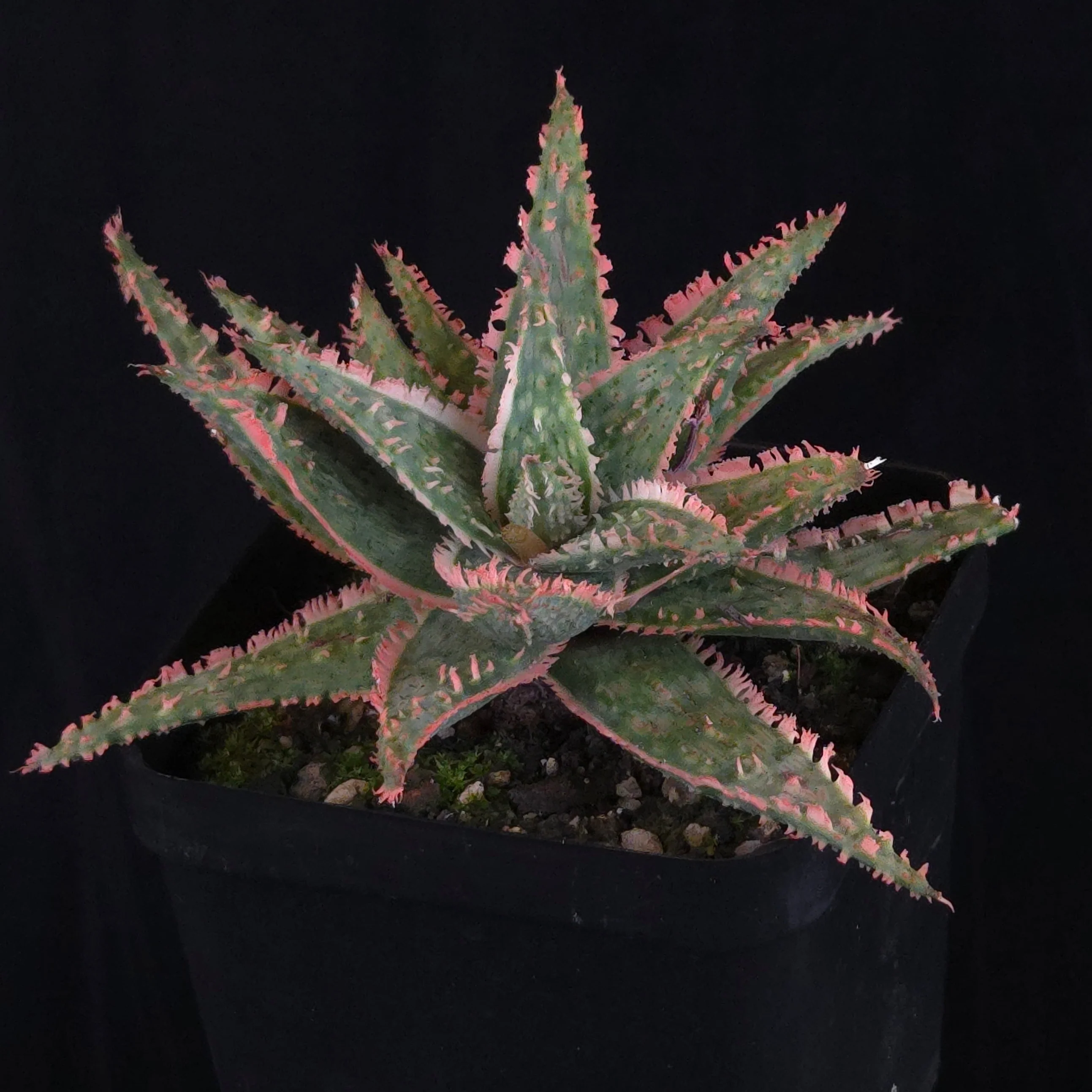 Aloe Fantasy Hybrids - Image 27