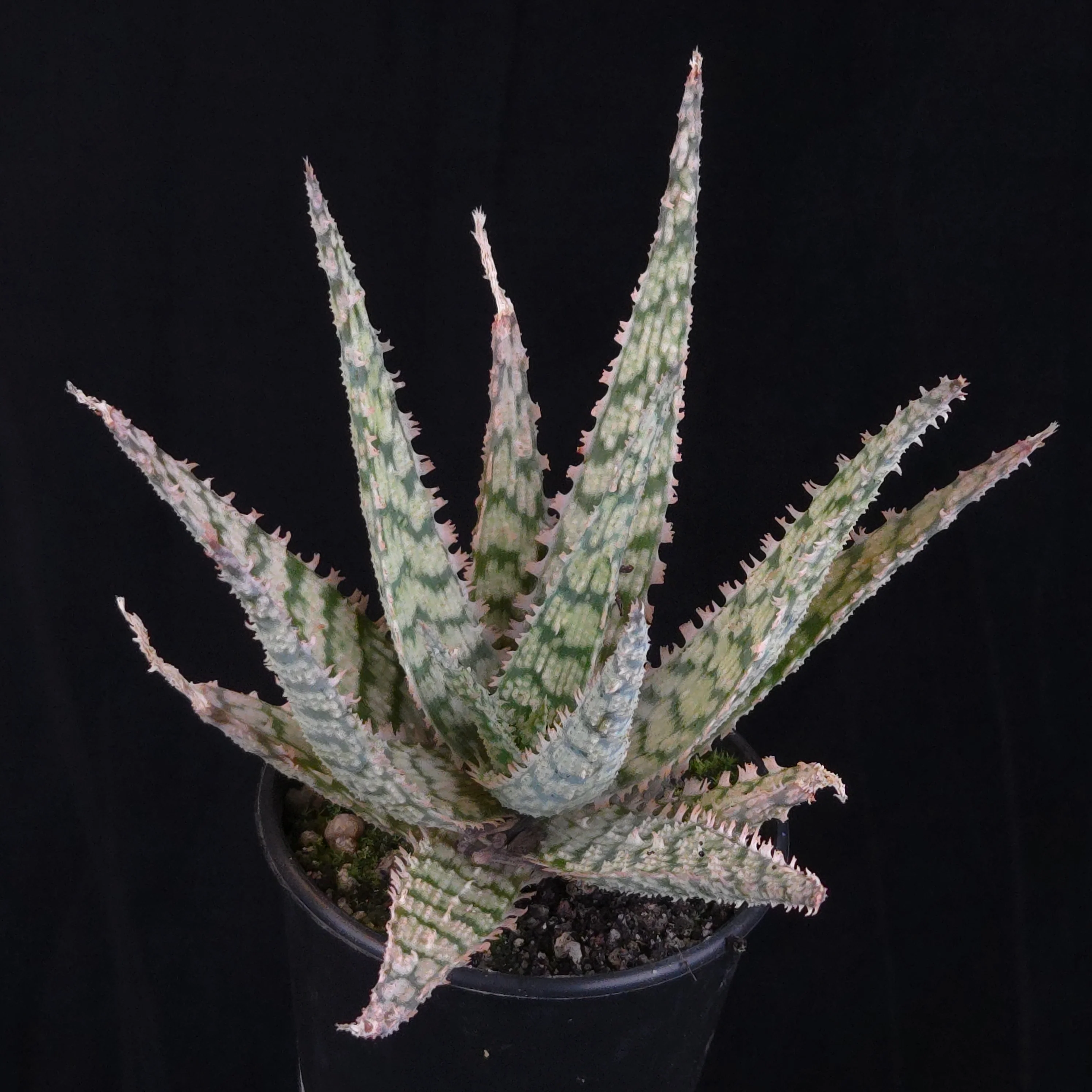 Aloe Fantasy Hybrids - Image 28