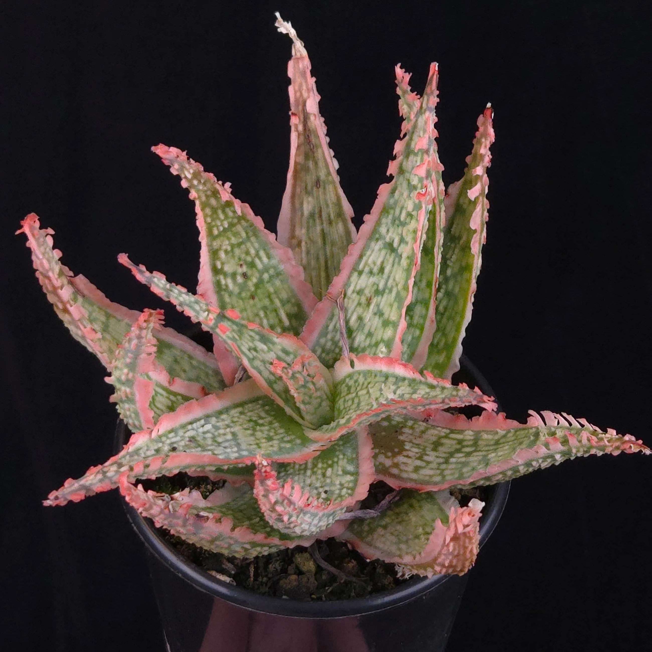 Aloe Fantasy Hybrids - Image 29