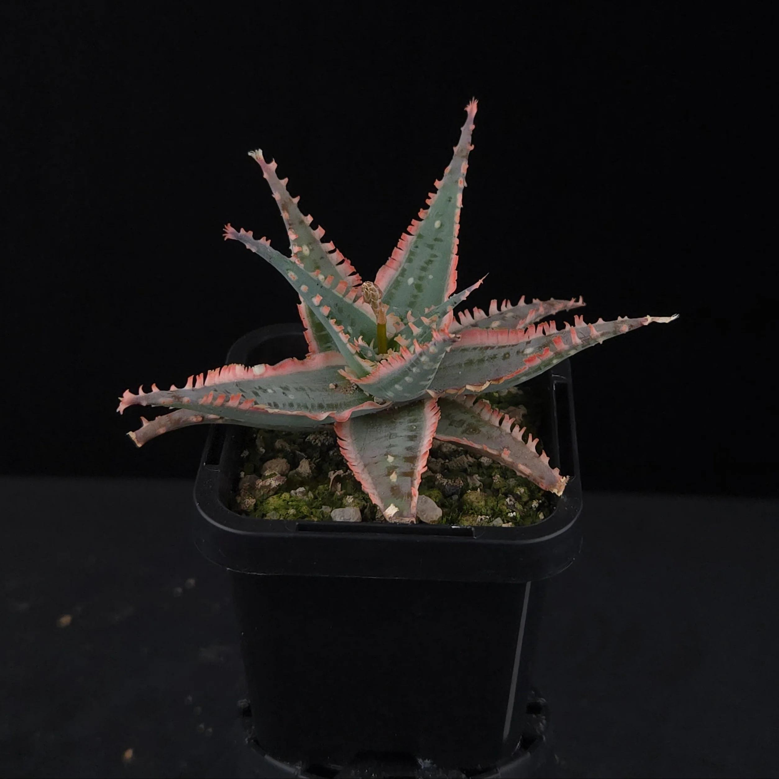 Aloe Fantasy Hybrids - Image 3