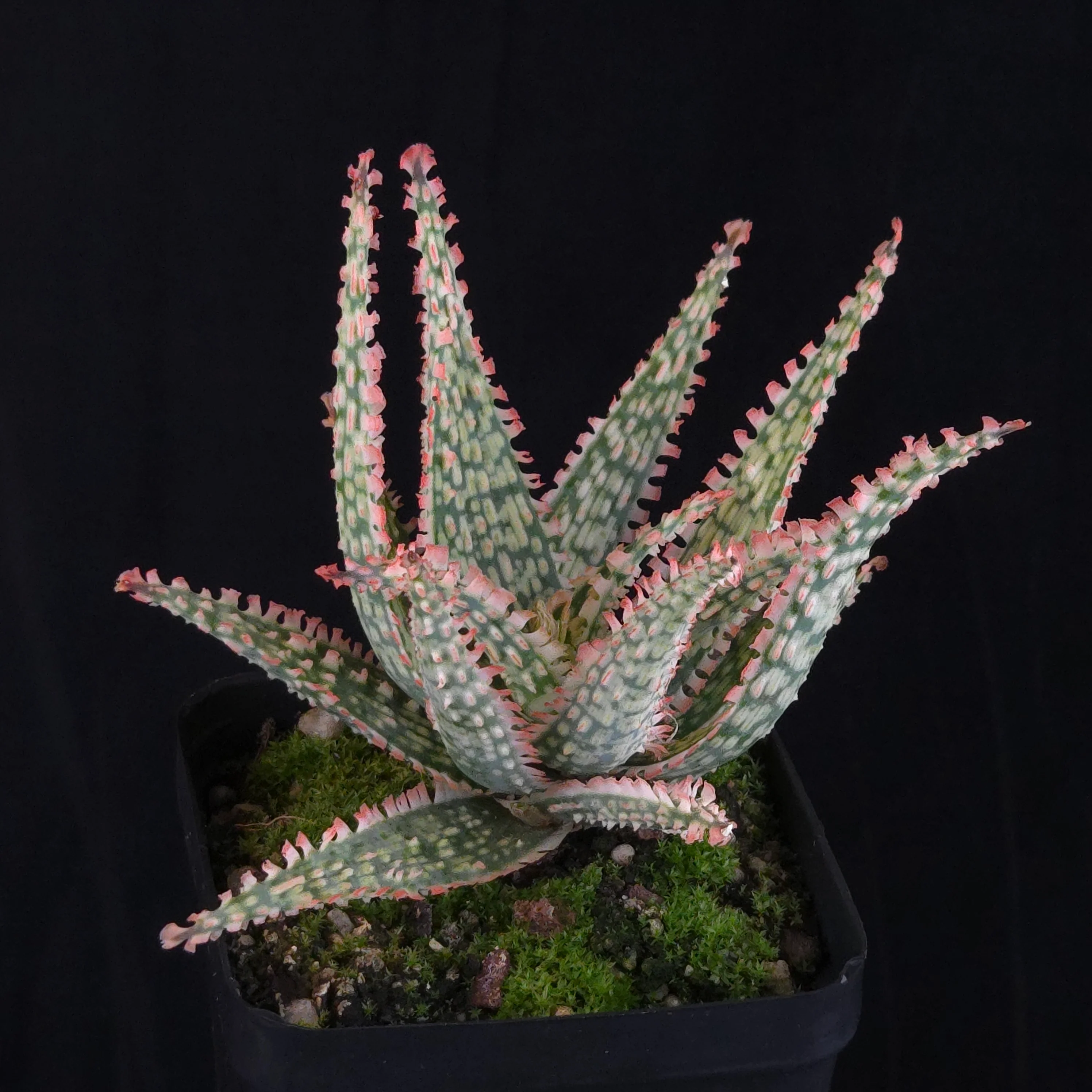 Aloe Fantasy Hybrids - Image 30