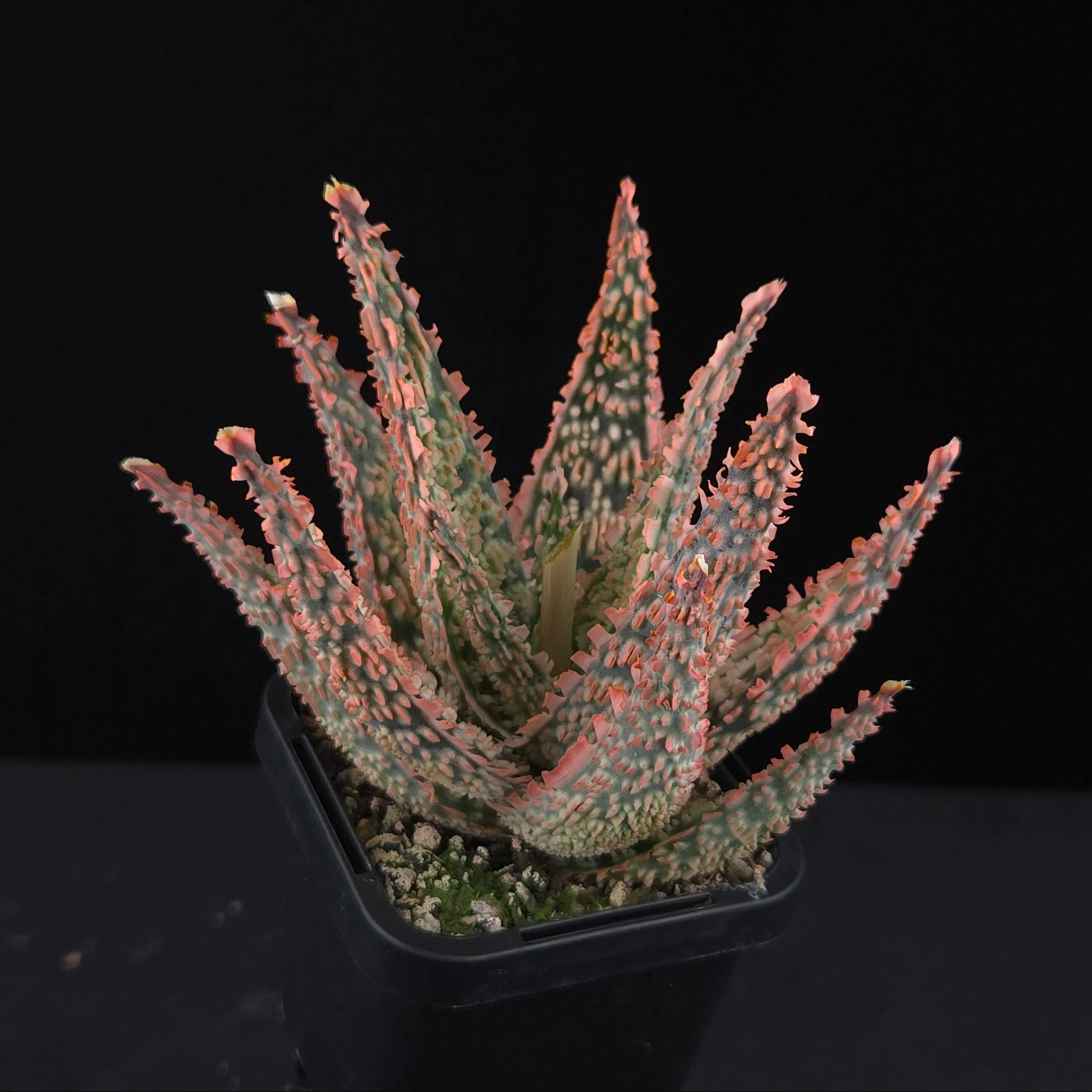 Aloe Fantasy Hybrids - Image 4