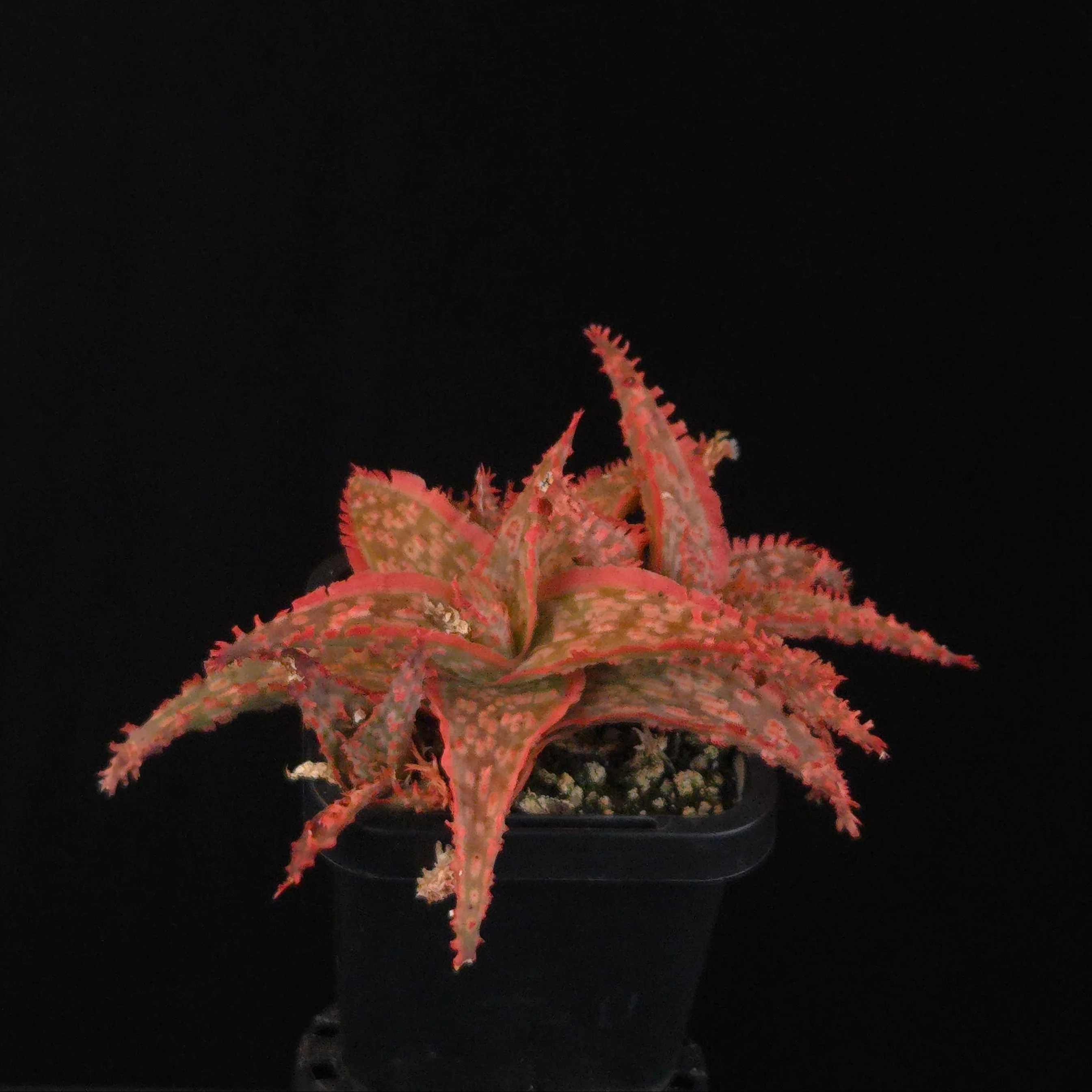 Aloe Fantasy Hybrids - Image 5