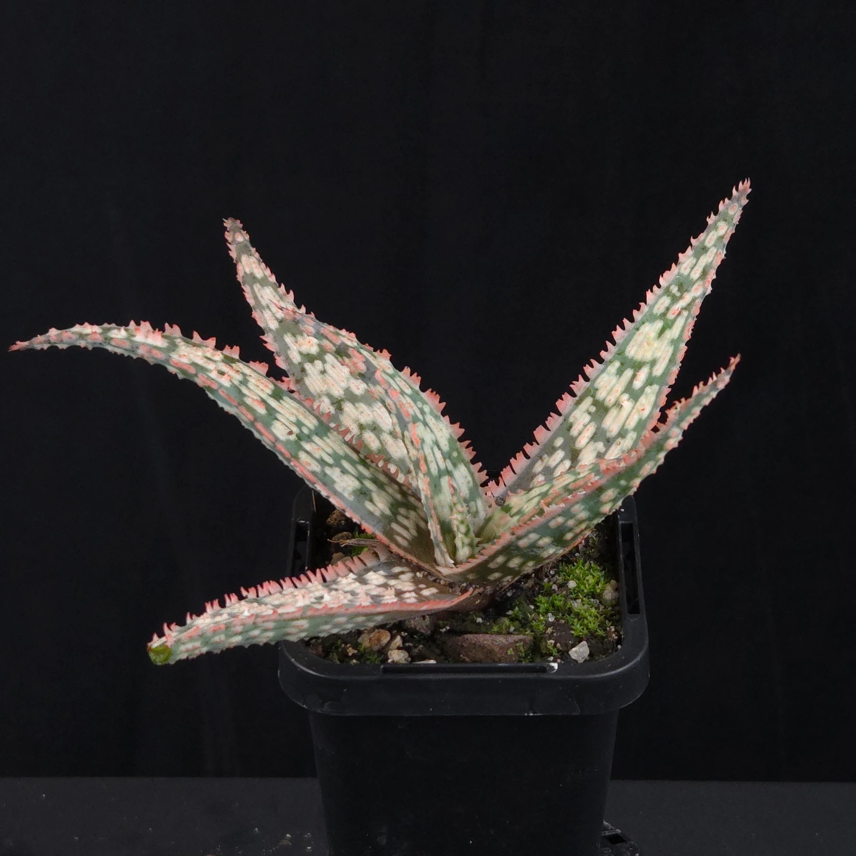 Aloe Fantasy Hybrids - Image 6