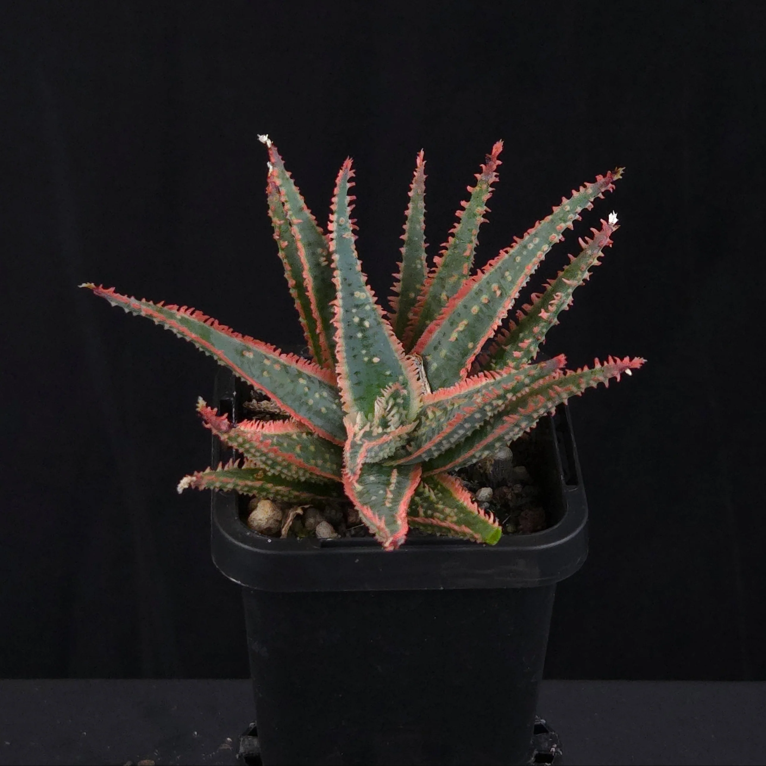 Aloe Fantasy Hybrids - Image 7