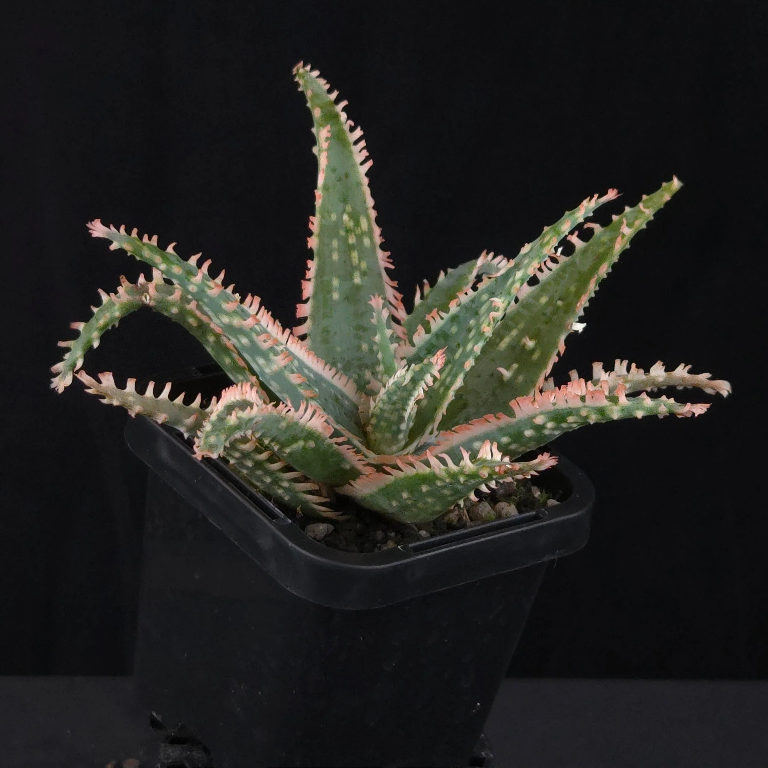 Aloe Fantasy Hybrids - Image 8