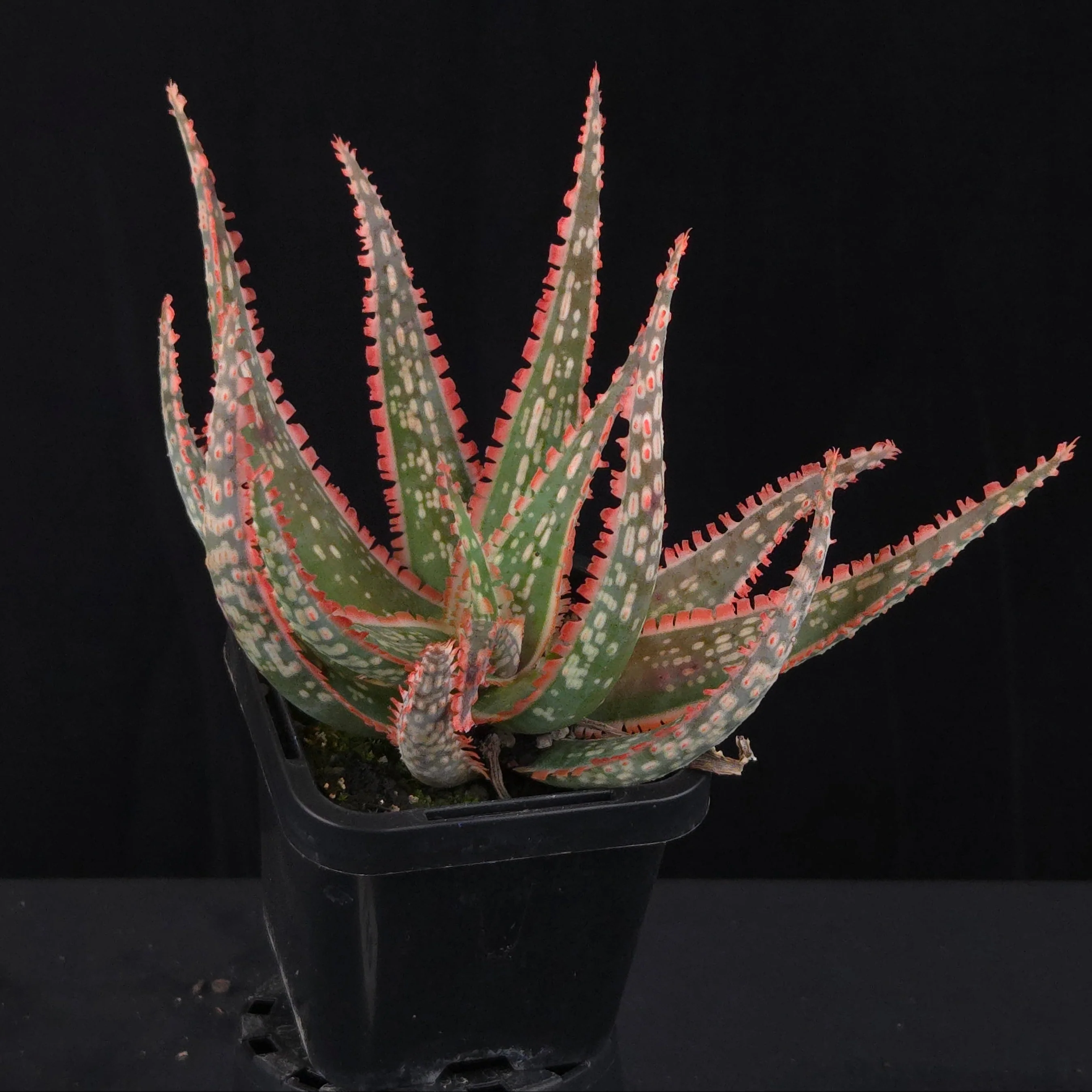Aloe Fantasy Hybrids - Image 9