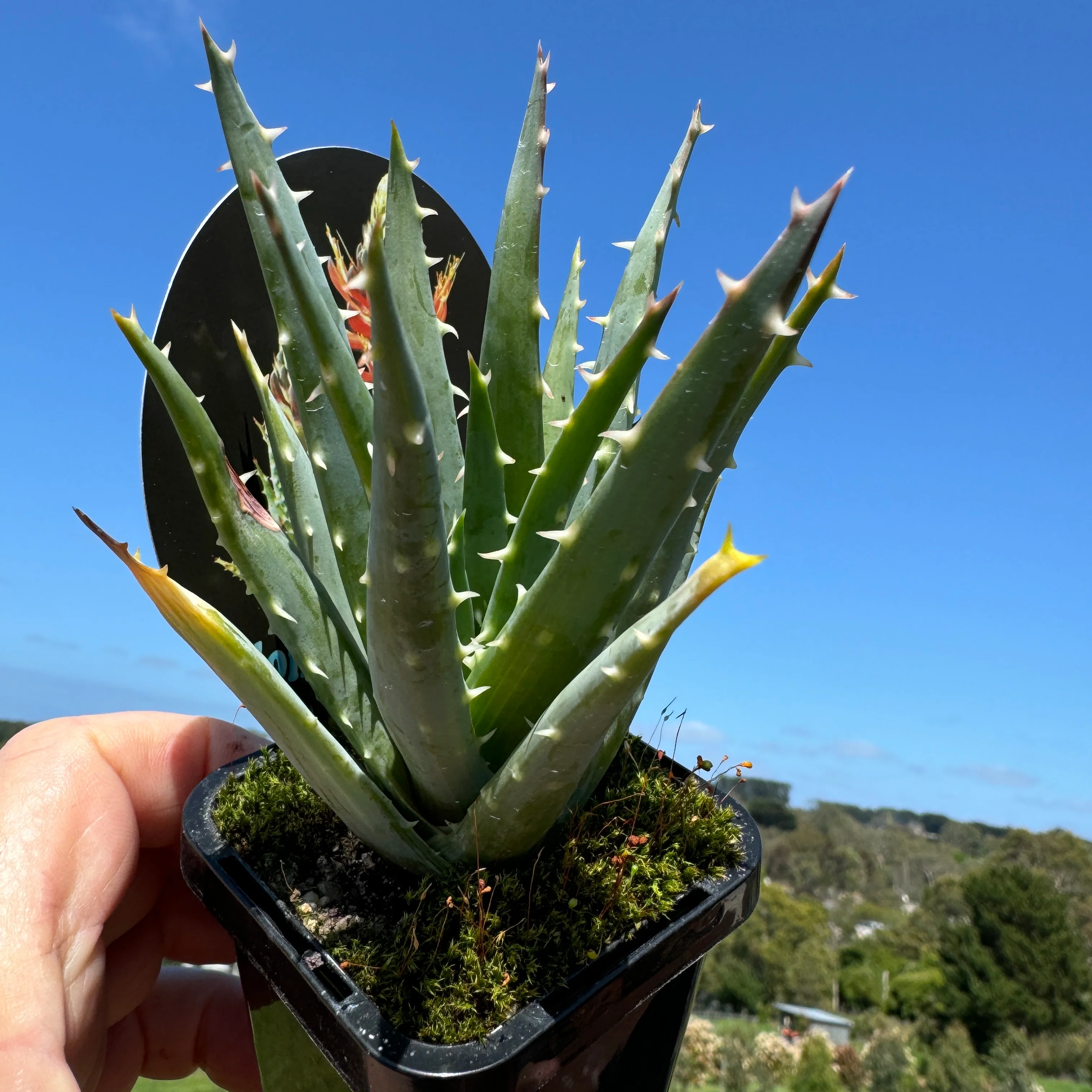 Aloe longistyla - Image 3