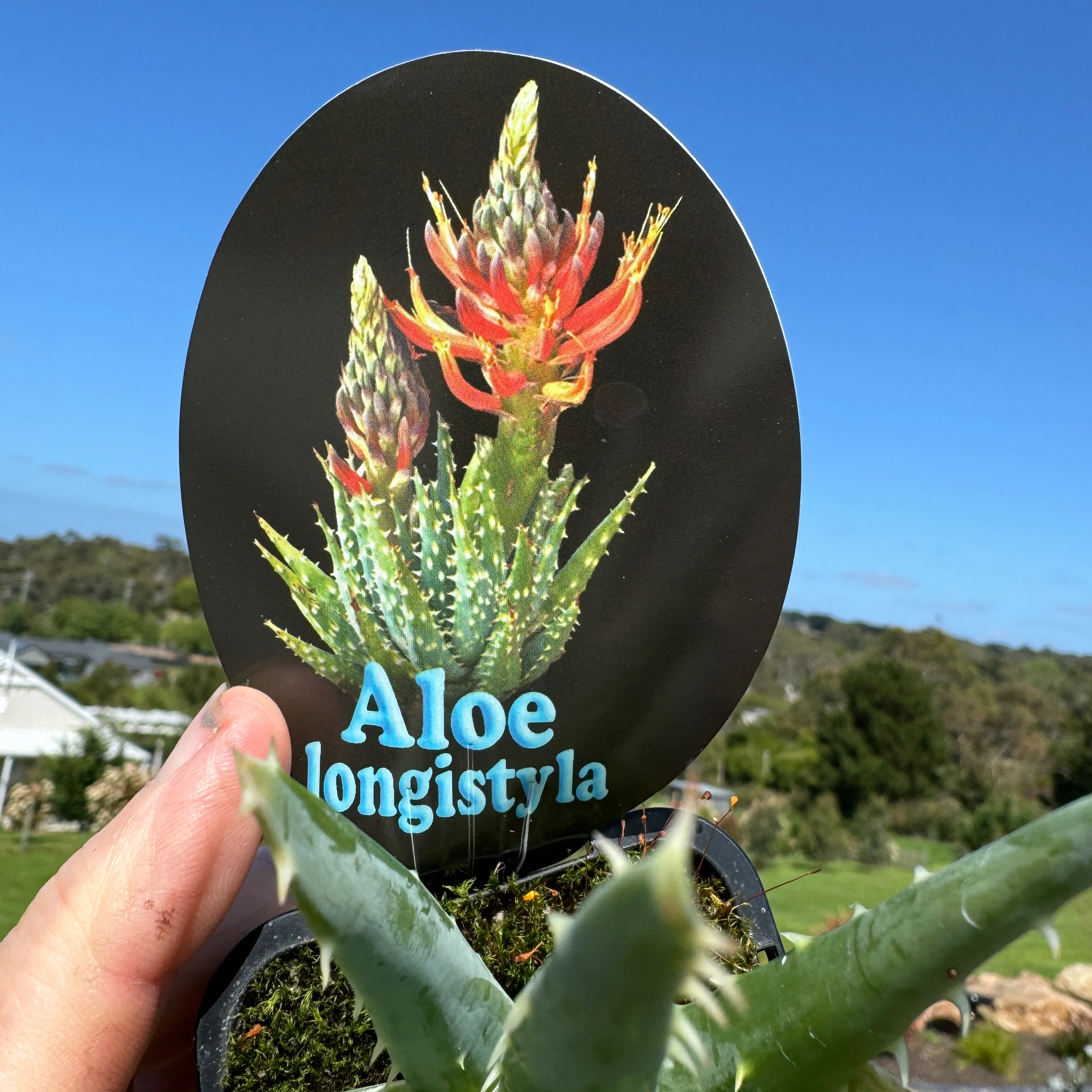 Aloe longistyla - Image 4