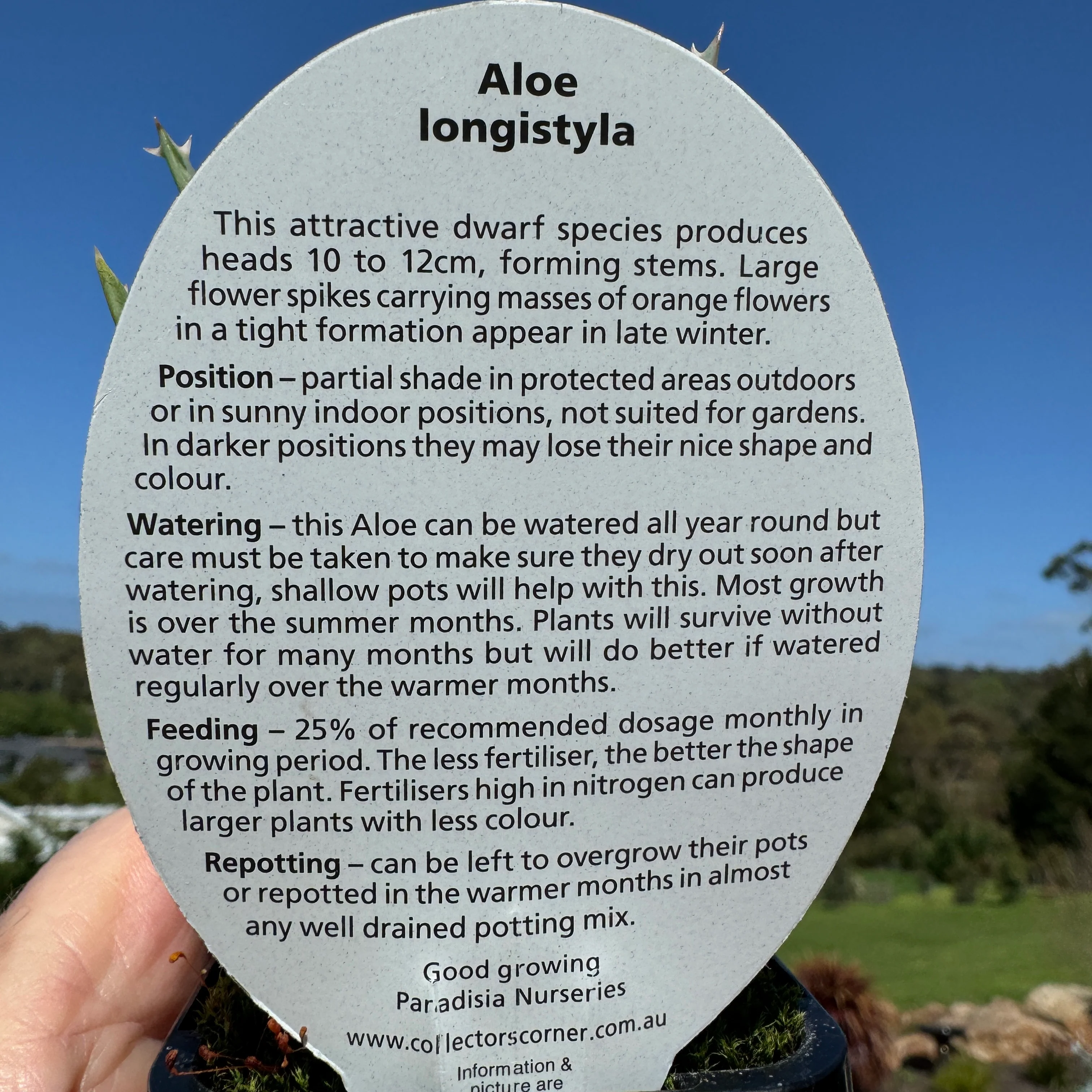 Aloe longistyla - Image 5