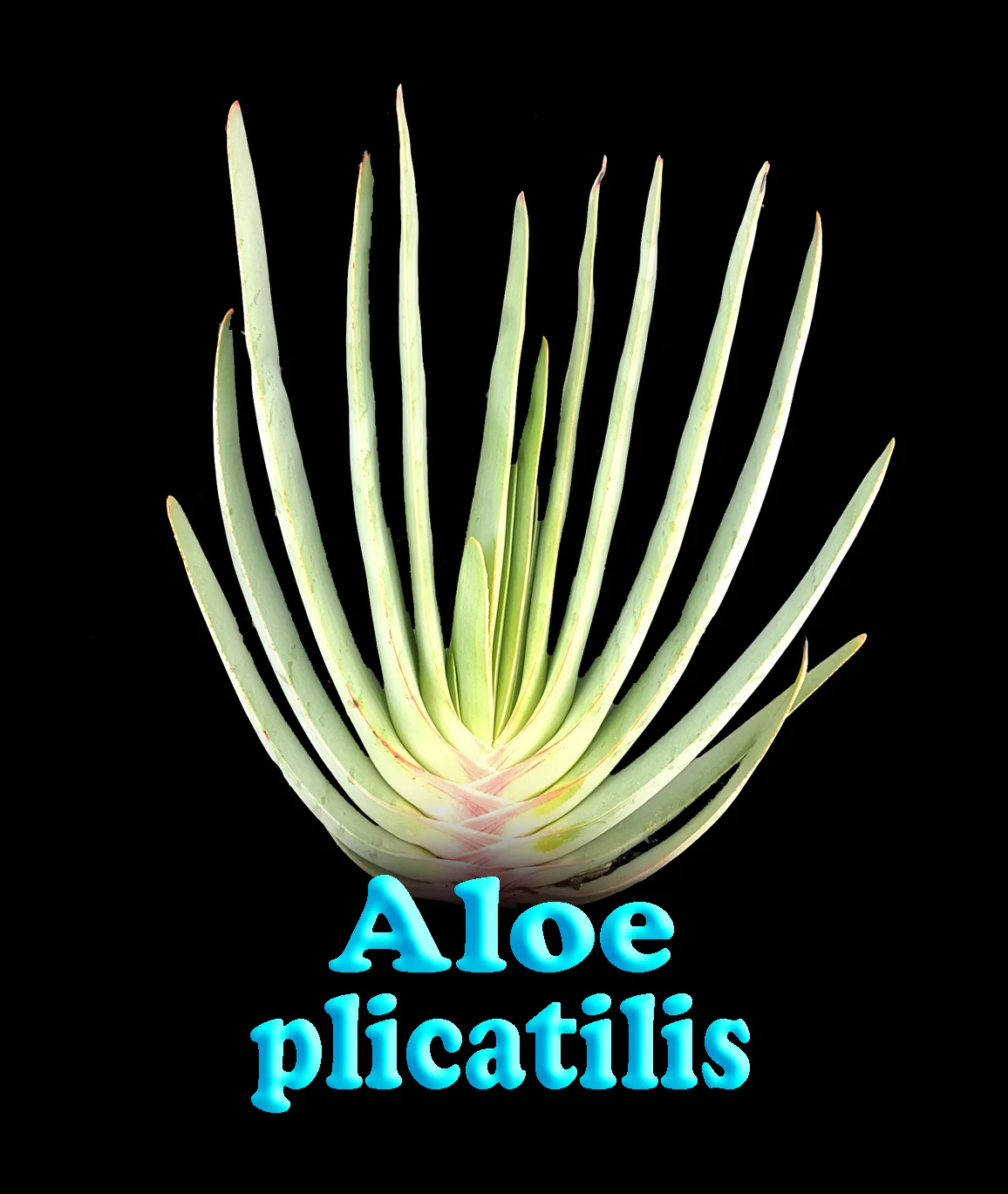 Aloe plicatilis 'Fan Aloe' - Image 3