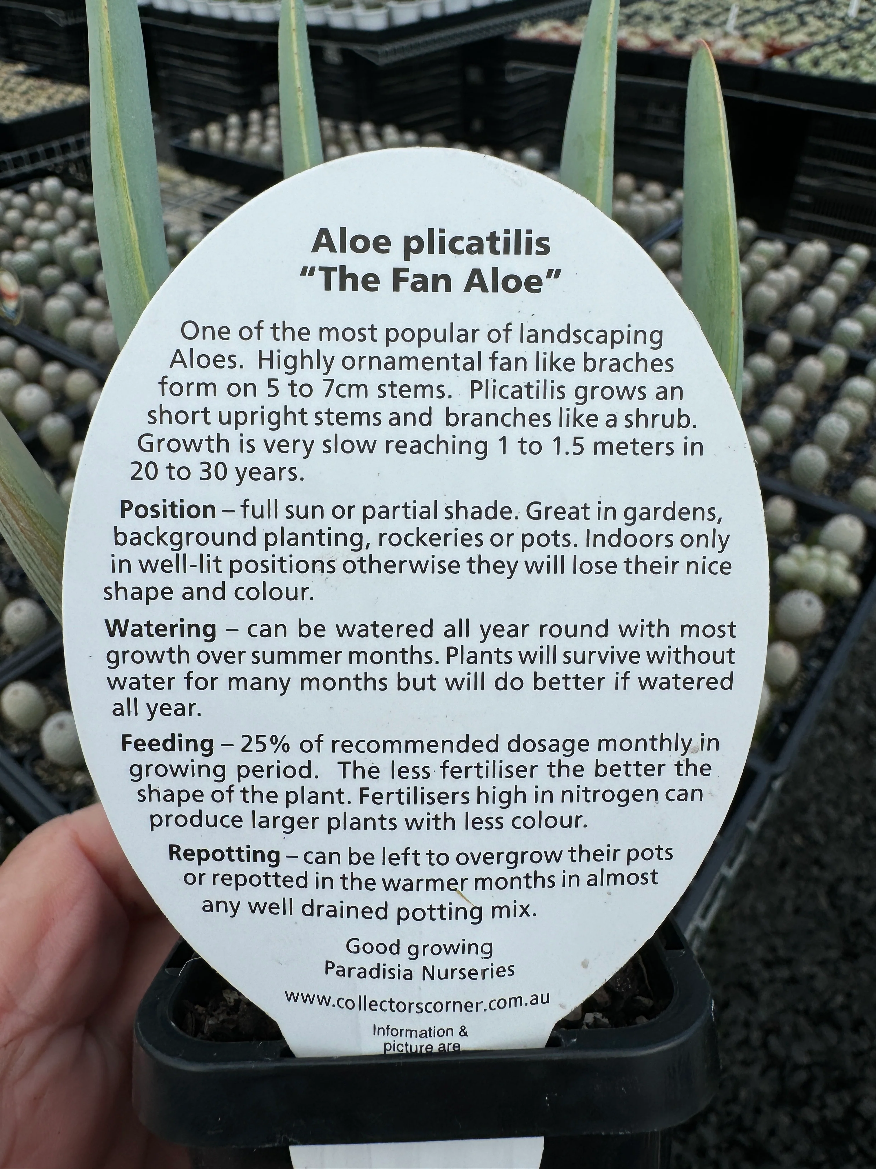 Aloe plicatilis 'Fan Aloe' - Image 4