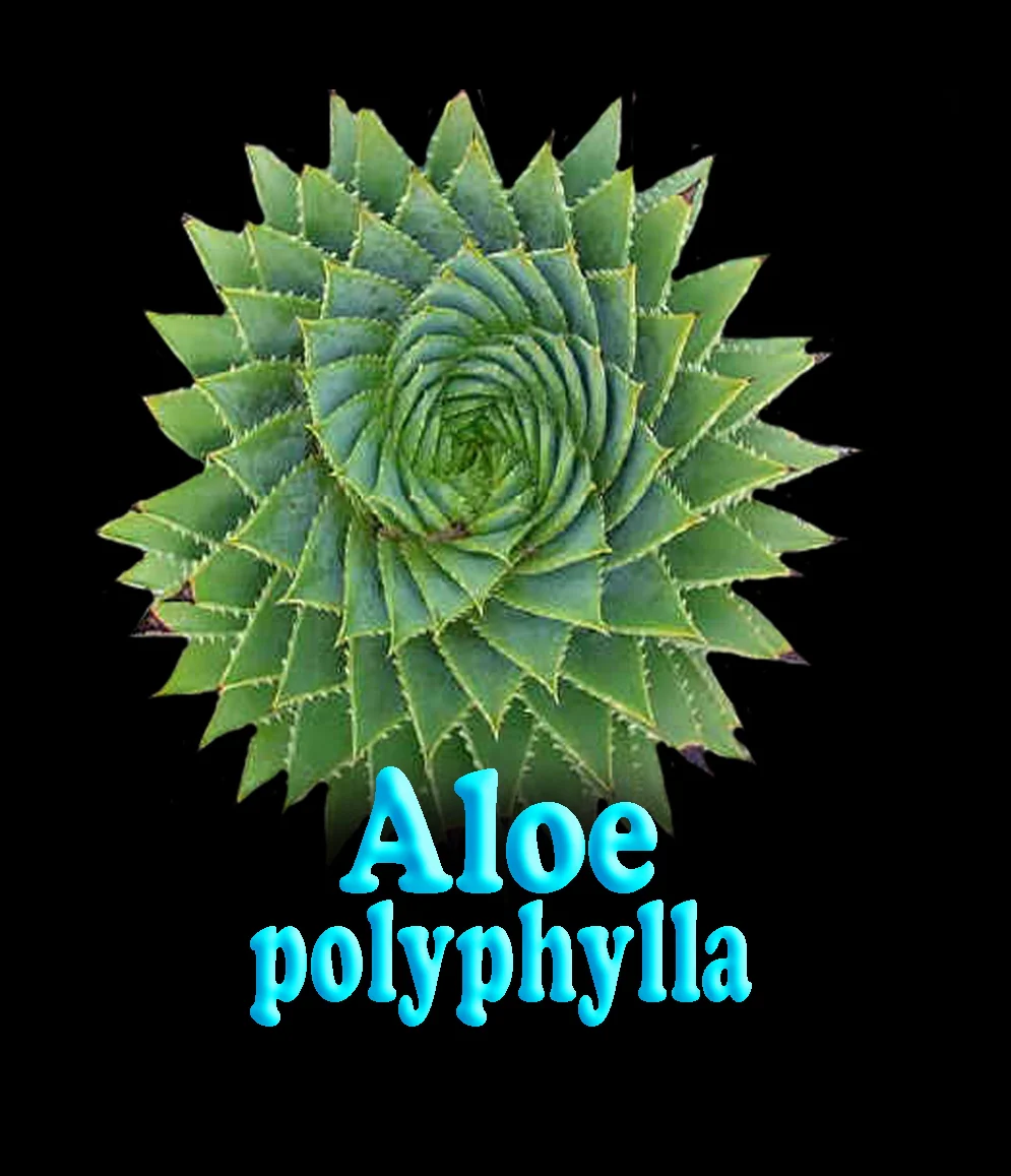 Aloe polyphylla 'Spiral Aloe' - Image 2