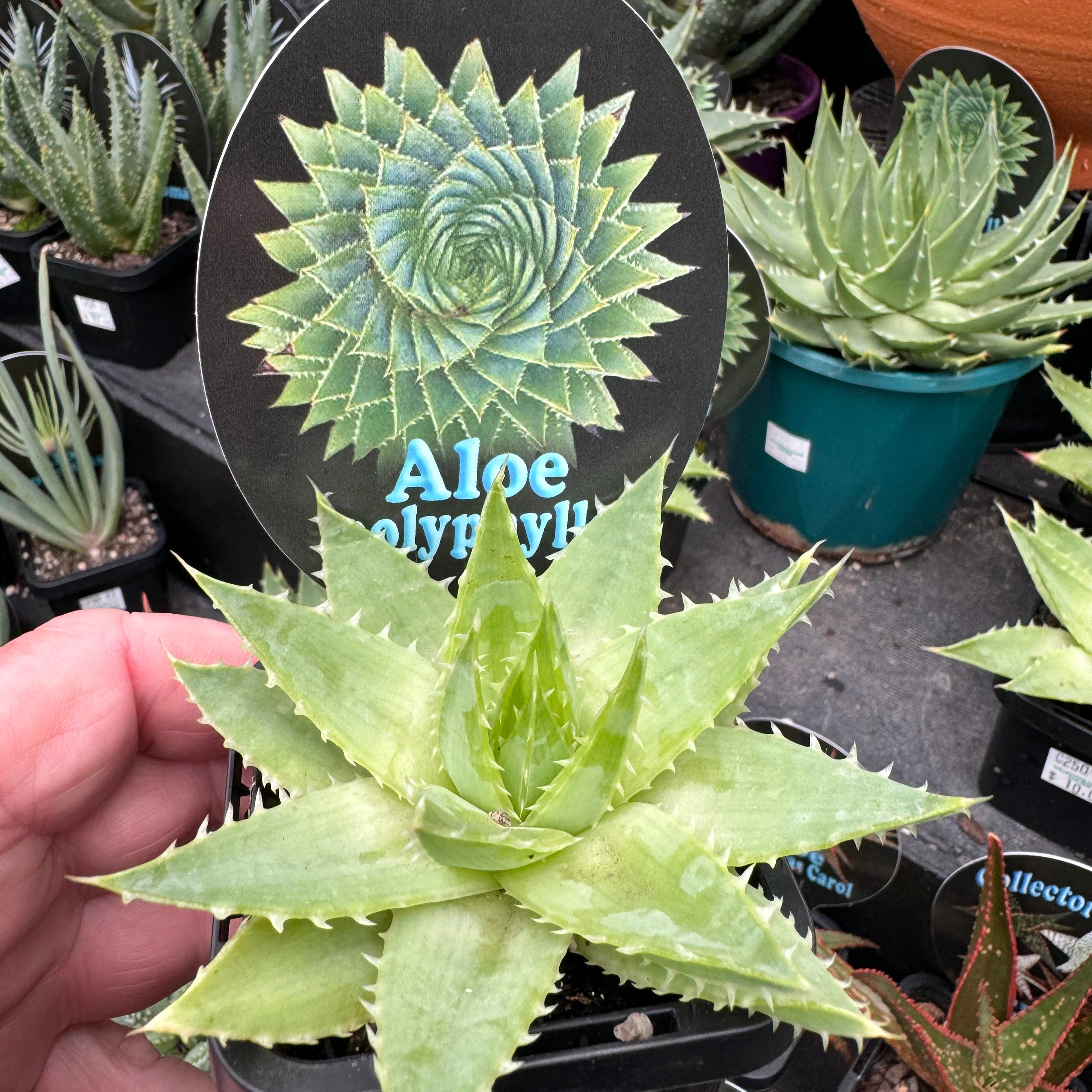 Aloe polyphylla 'Spiral Aloe' - Image 3