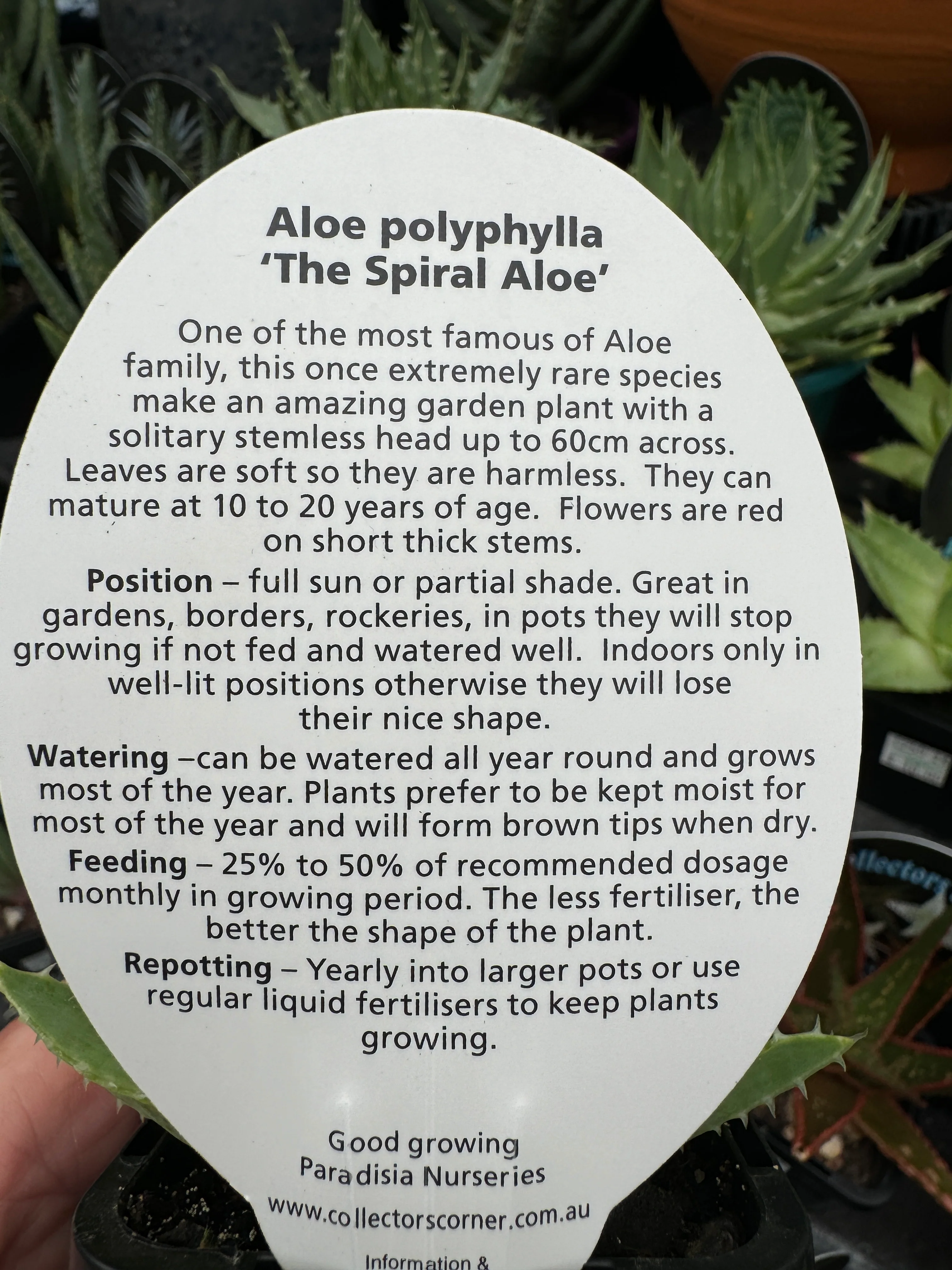 Aloe polyphylla 'Spiral Aloe' - Image 4