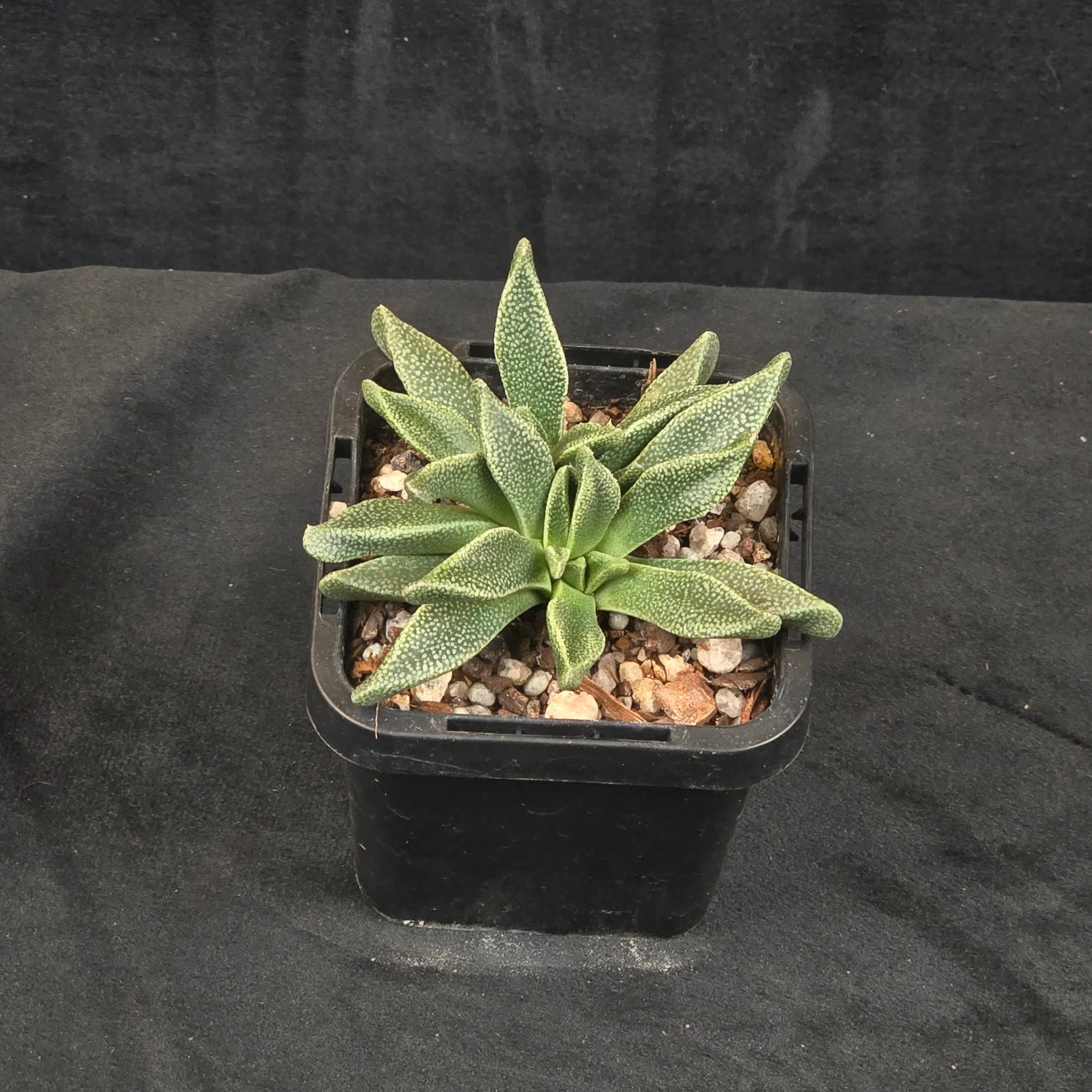 Aloinopsis rubrolineata - Image 2