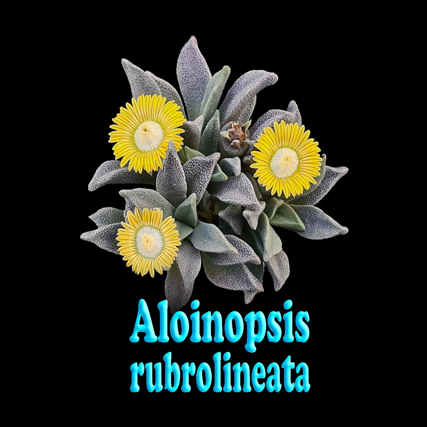 Aloinopsis rubrolineata - Image 3