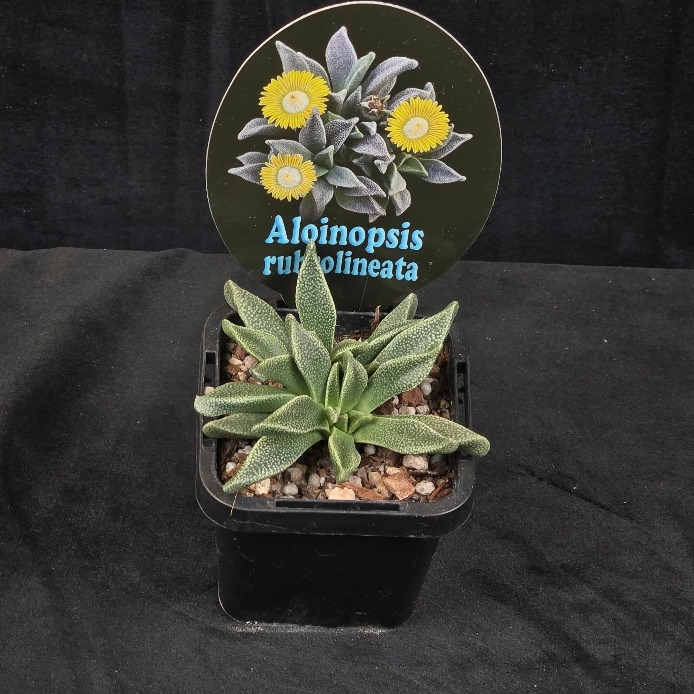 Aloinopsis rubrolineata - Image 4