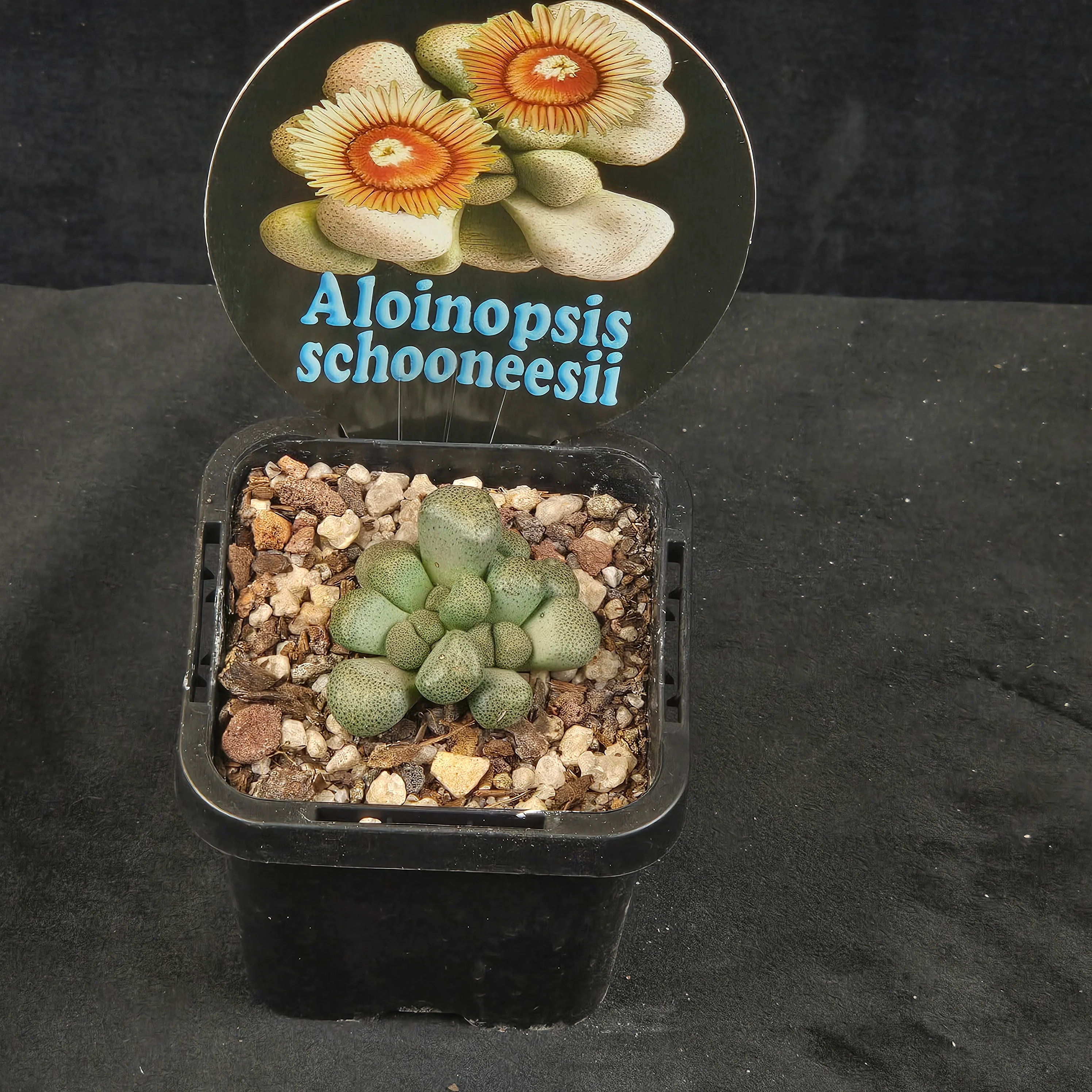 Aloinopsis schooneesii - Image 2