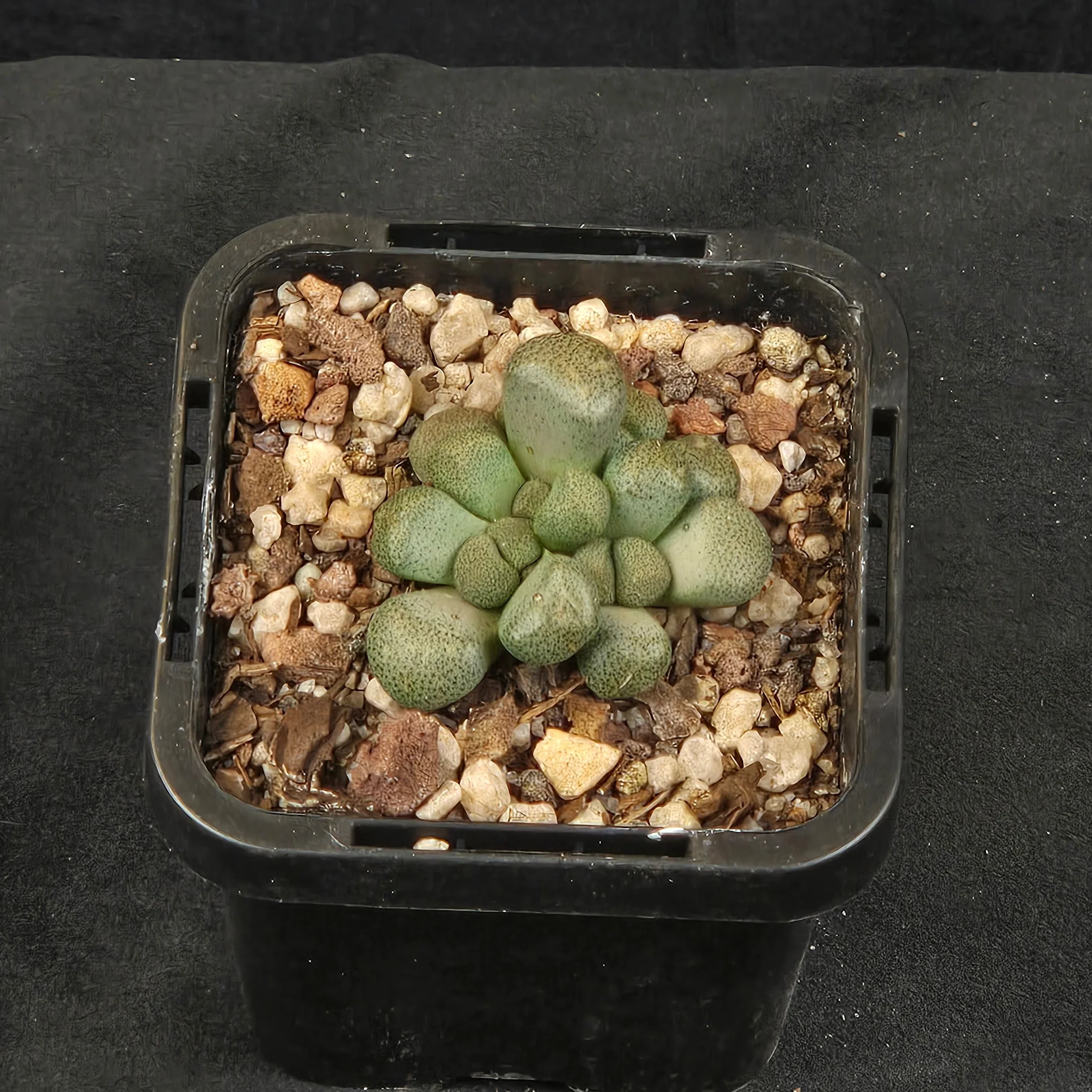 Aloinopsis schooneesii - Image 3