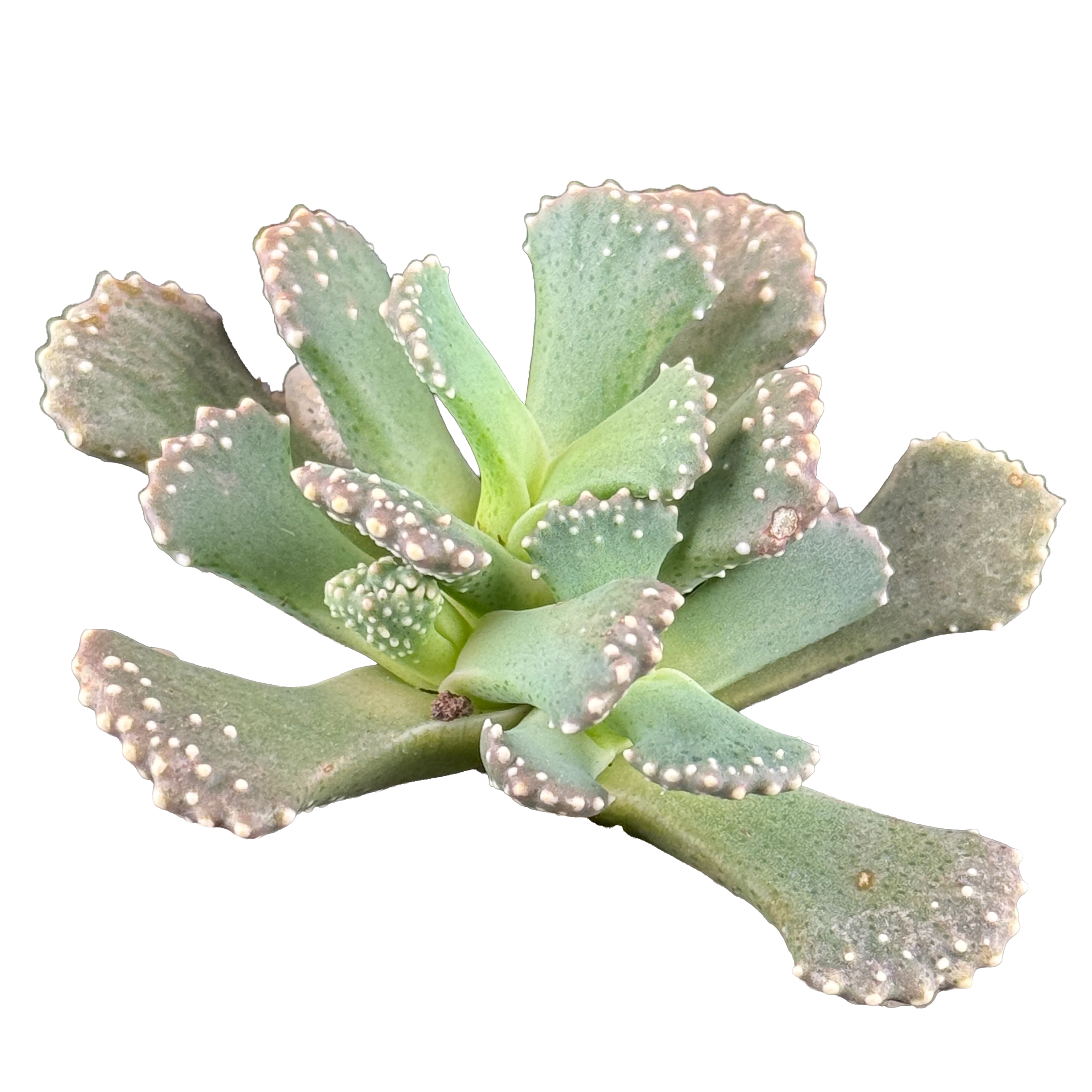 Aloinopsis malherbei