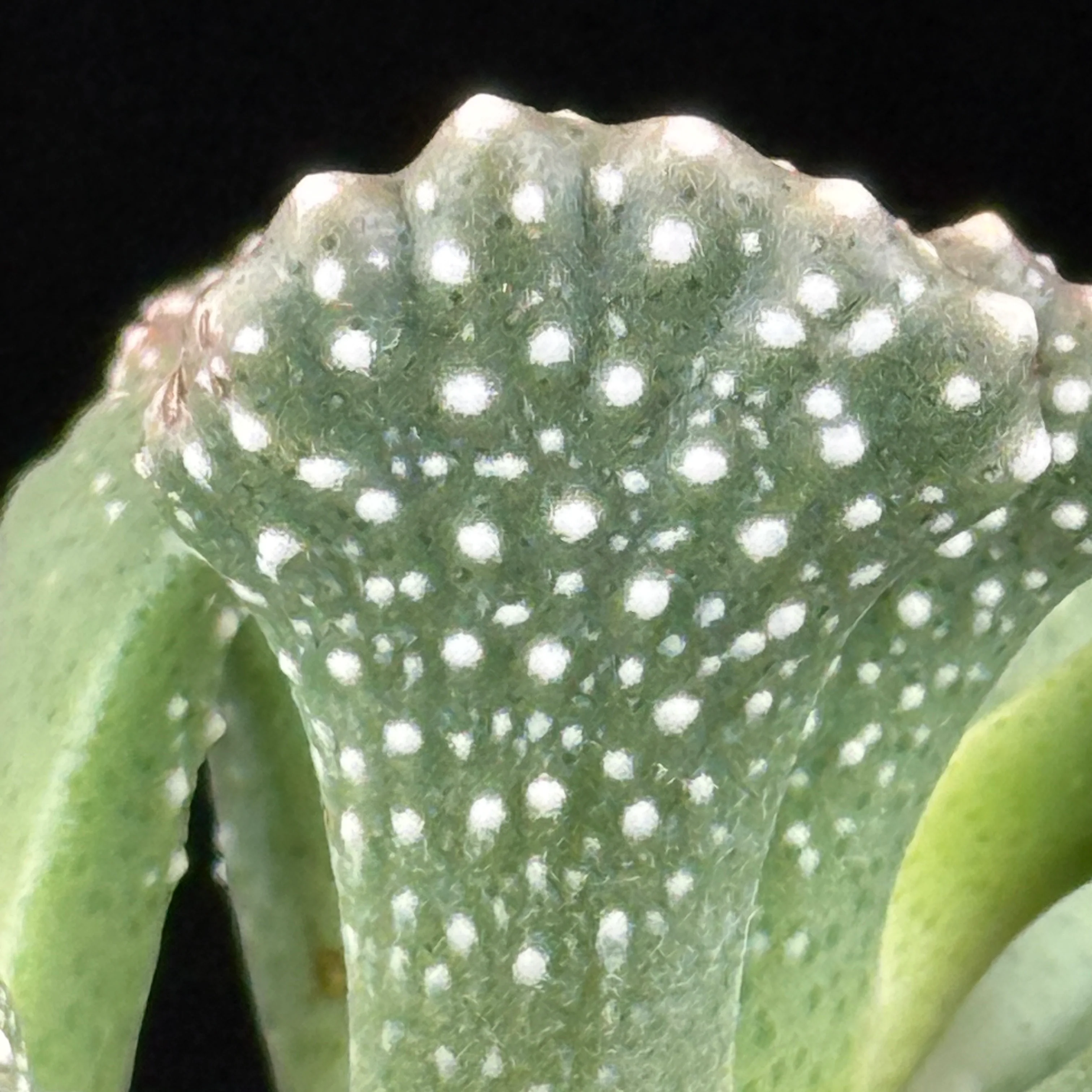 Aloinopsis malherbei - Image 2