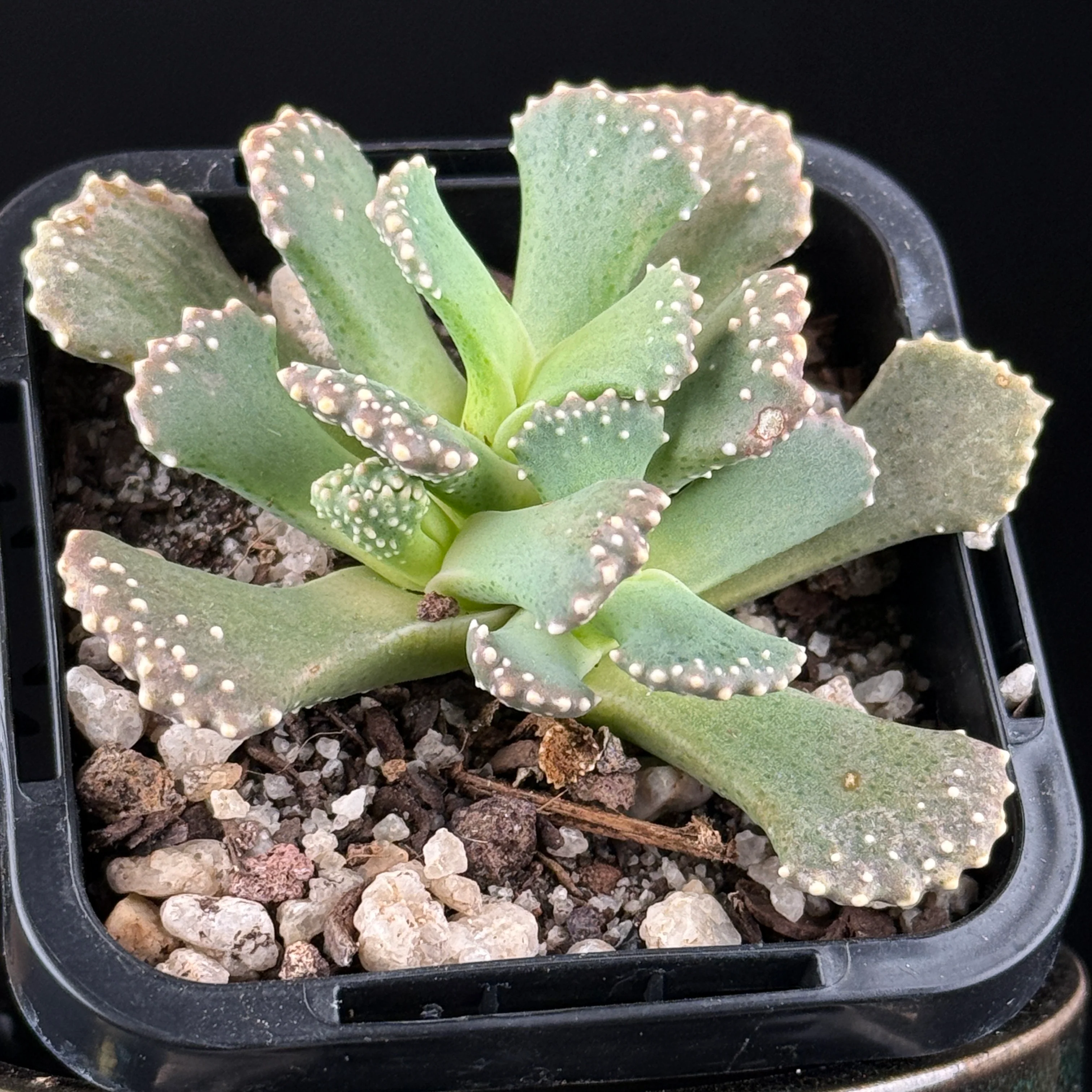Aloinopsis malherbei - Image 3