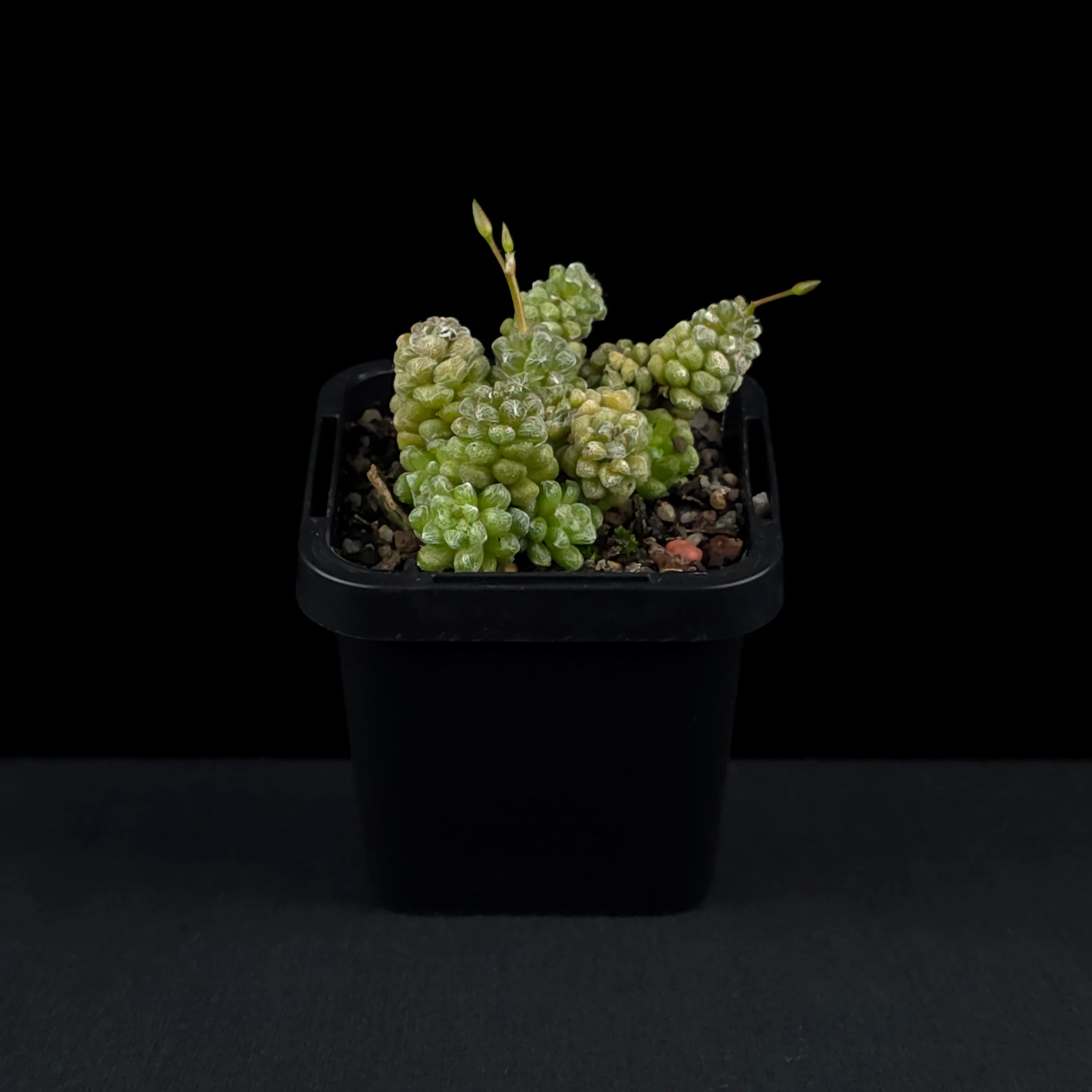 Anacampseros filamentosa subsp. tomentosa - Image 3