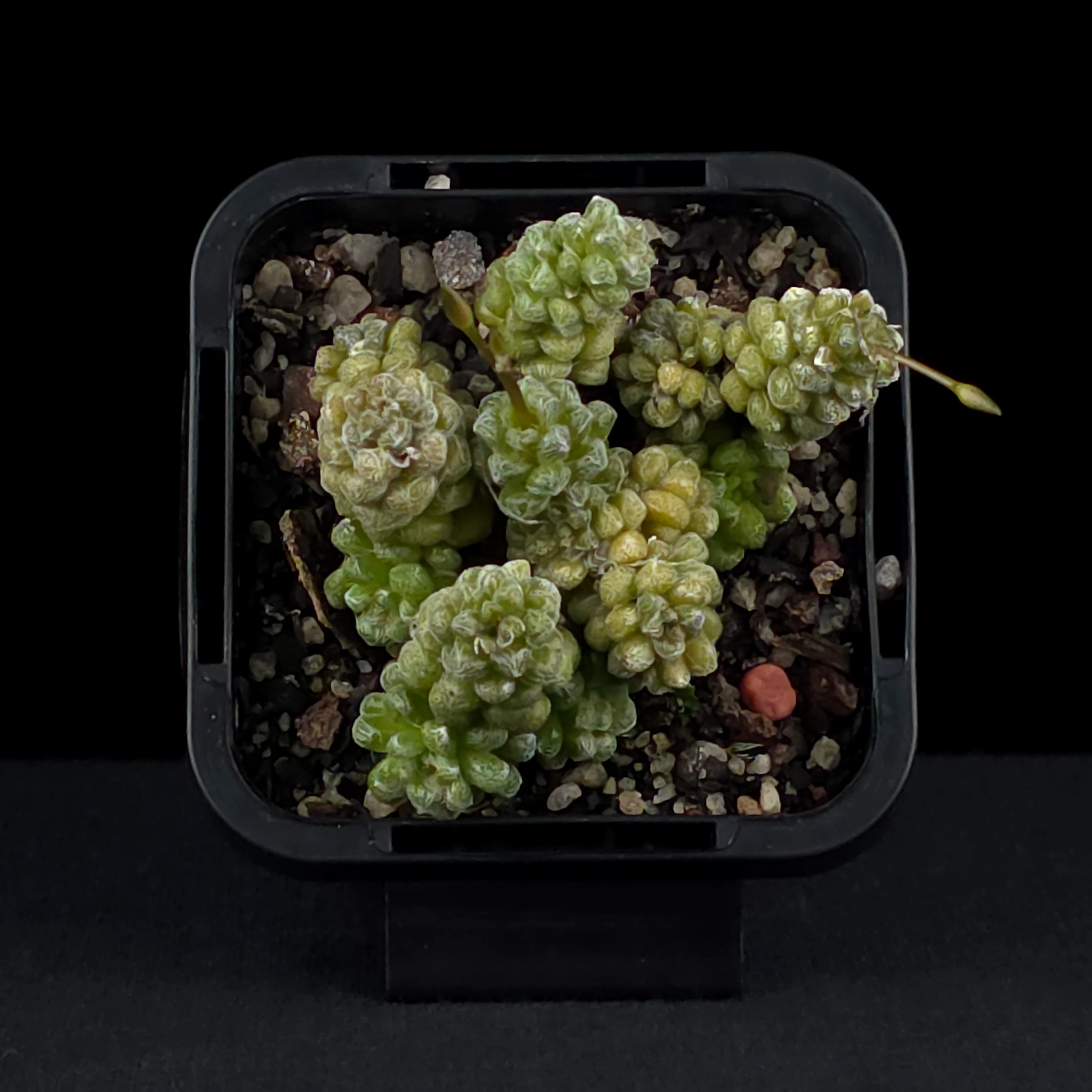 Anacampseros filamentosa subsp. tomentosa - Image 4