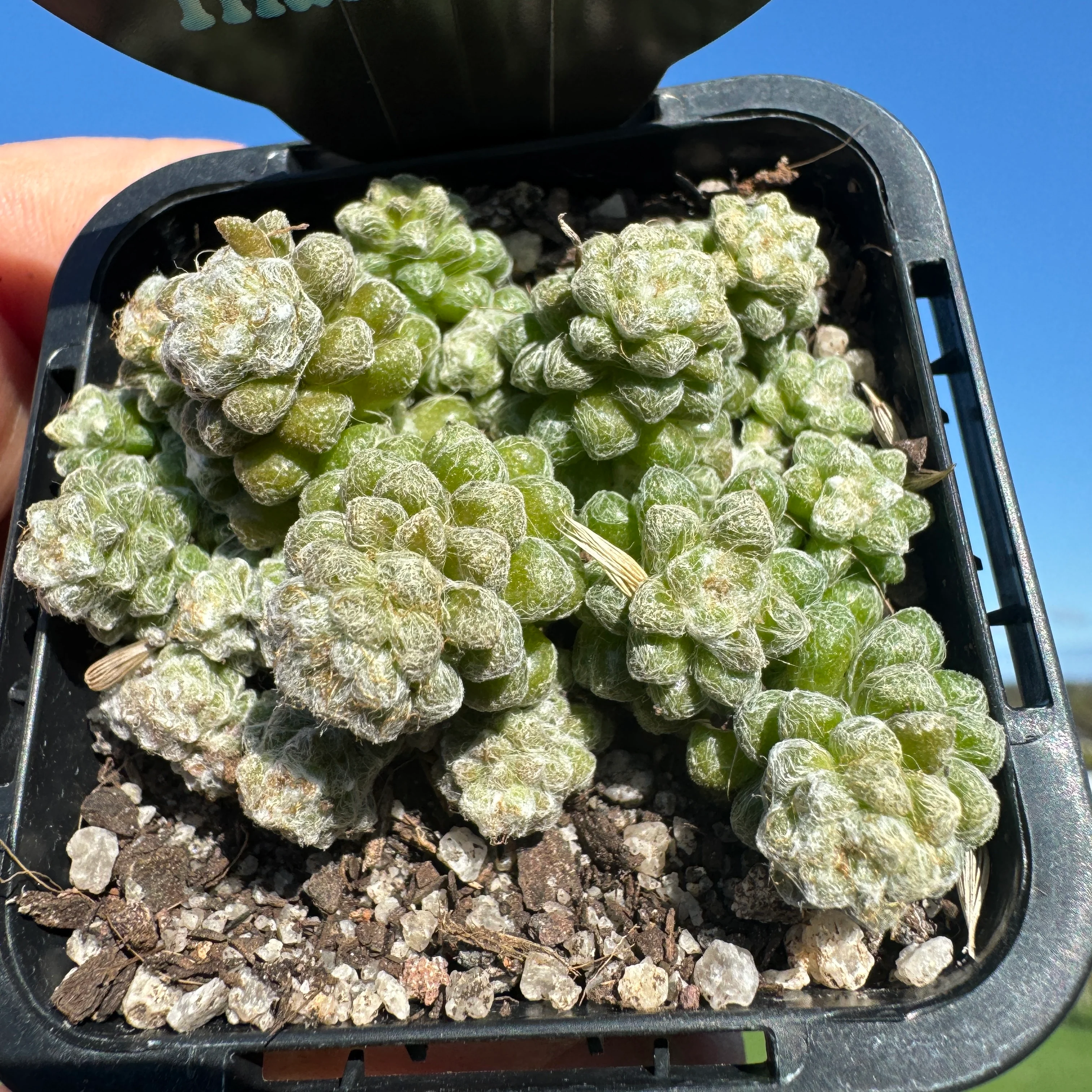 Anacampseros filamentosa subsp. tomentosa - Image 5