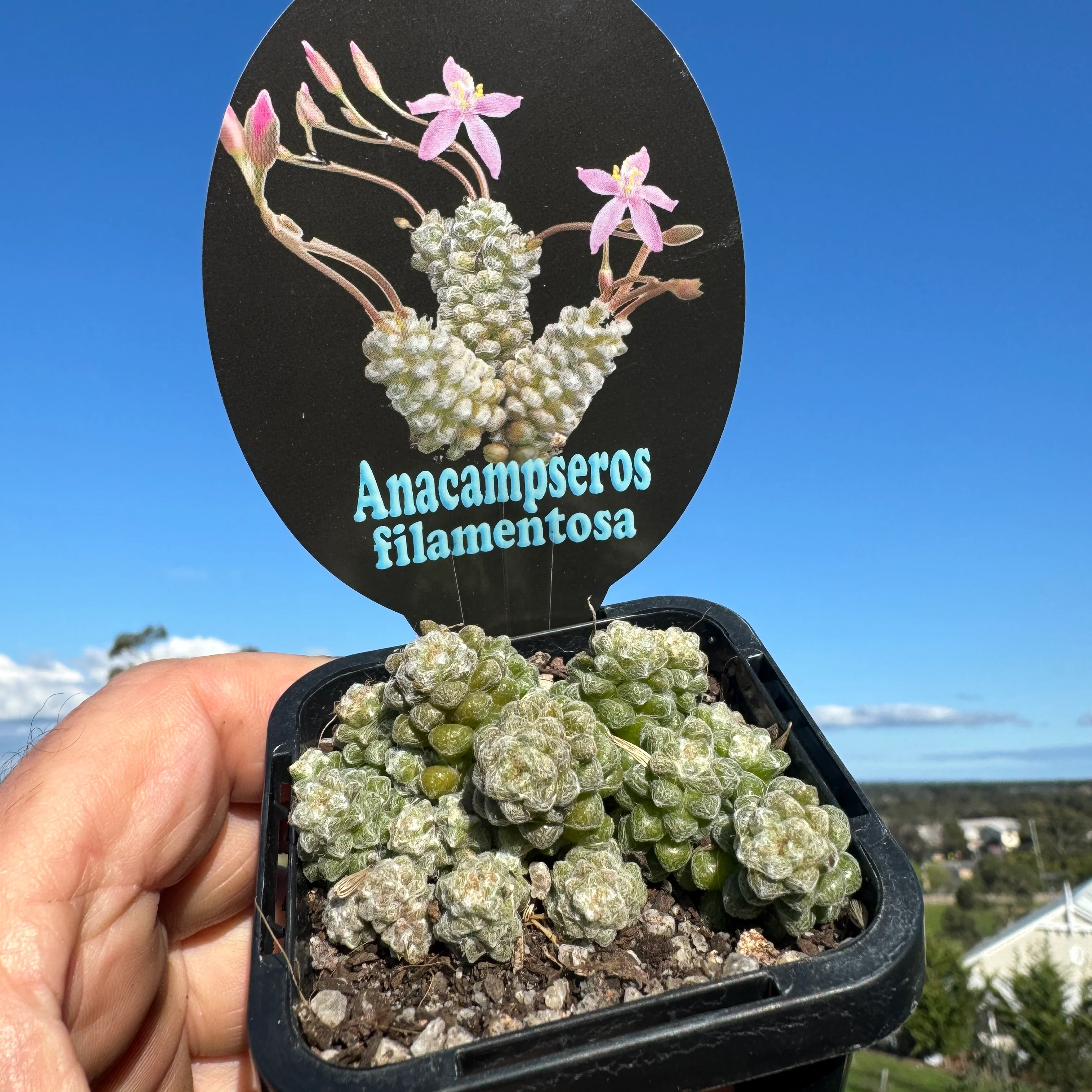Anacampseros filamentosa subsp. tomentosa - Image 6
