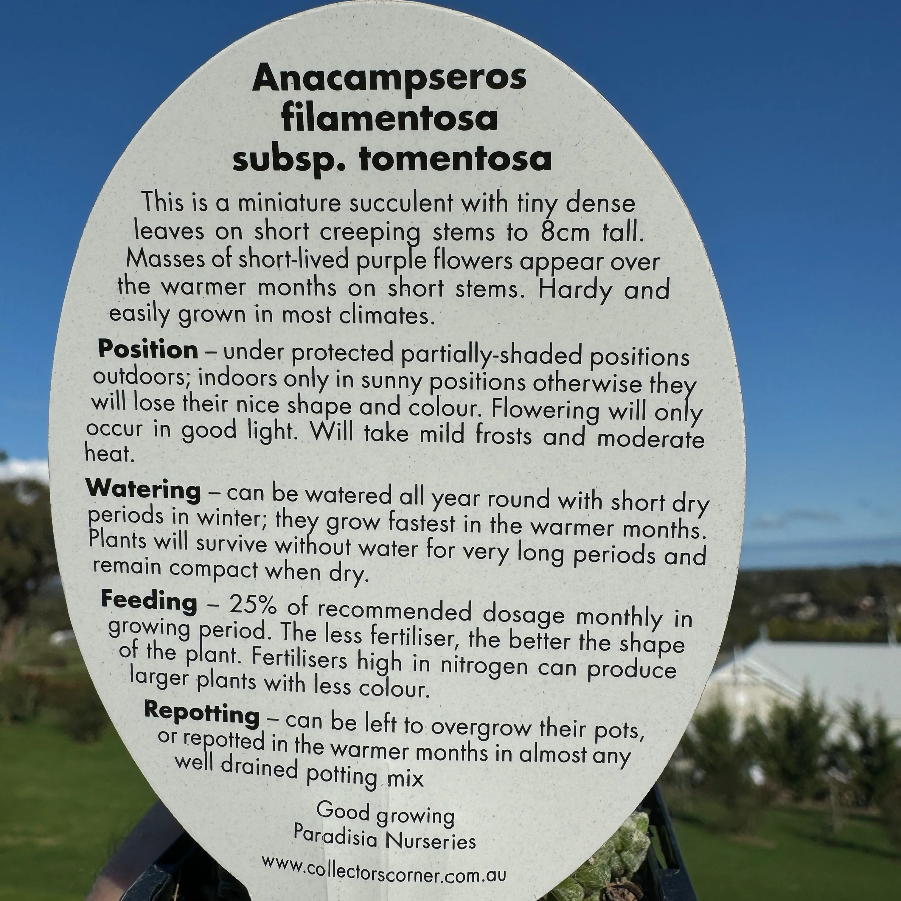 Anacampseros filamentosa subsp. tomentosa - Image 7