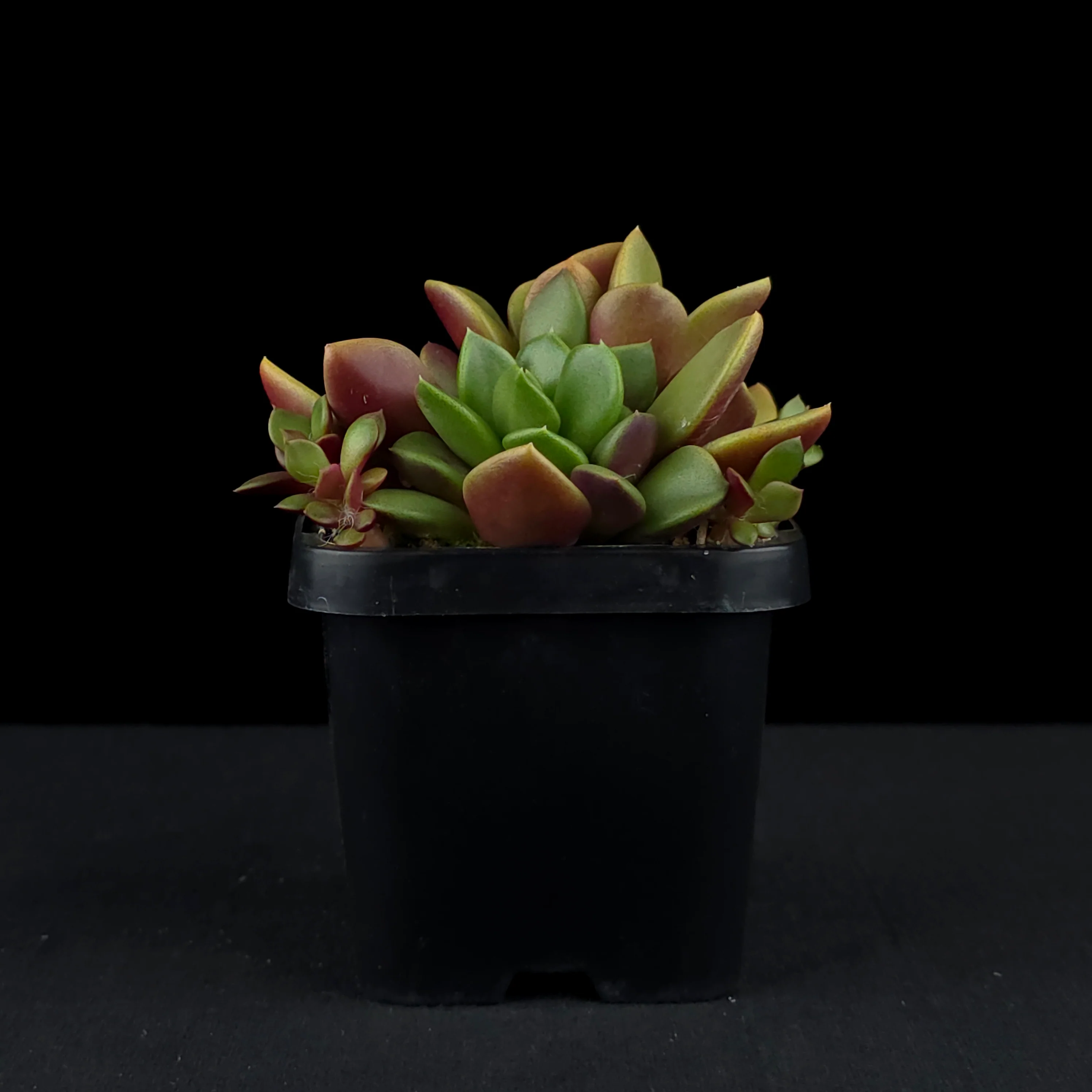 Anacampseros rufescens - Image 2
