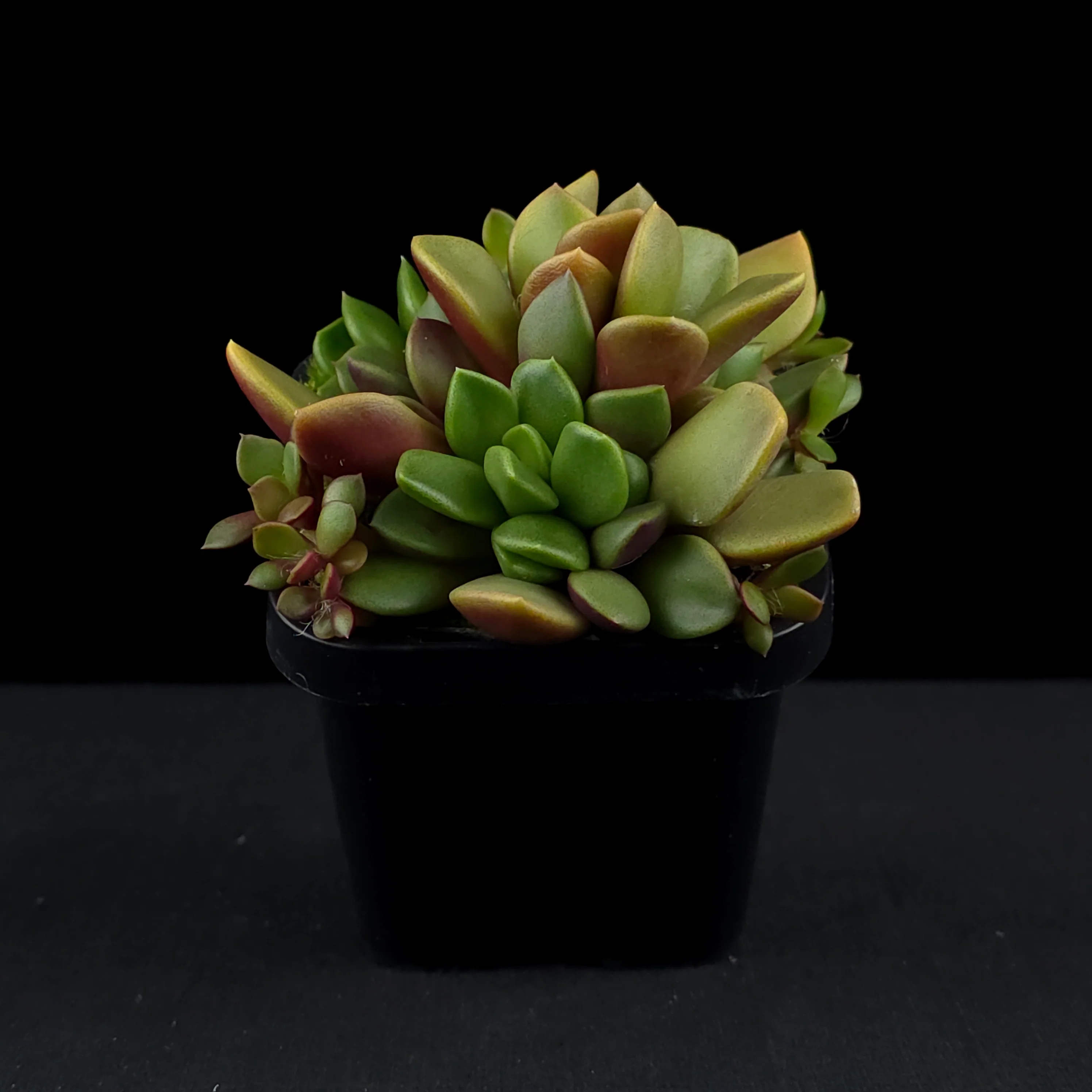 Anacampseros rufescens - Image 3