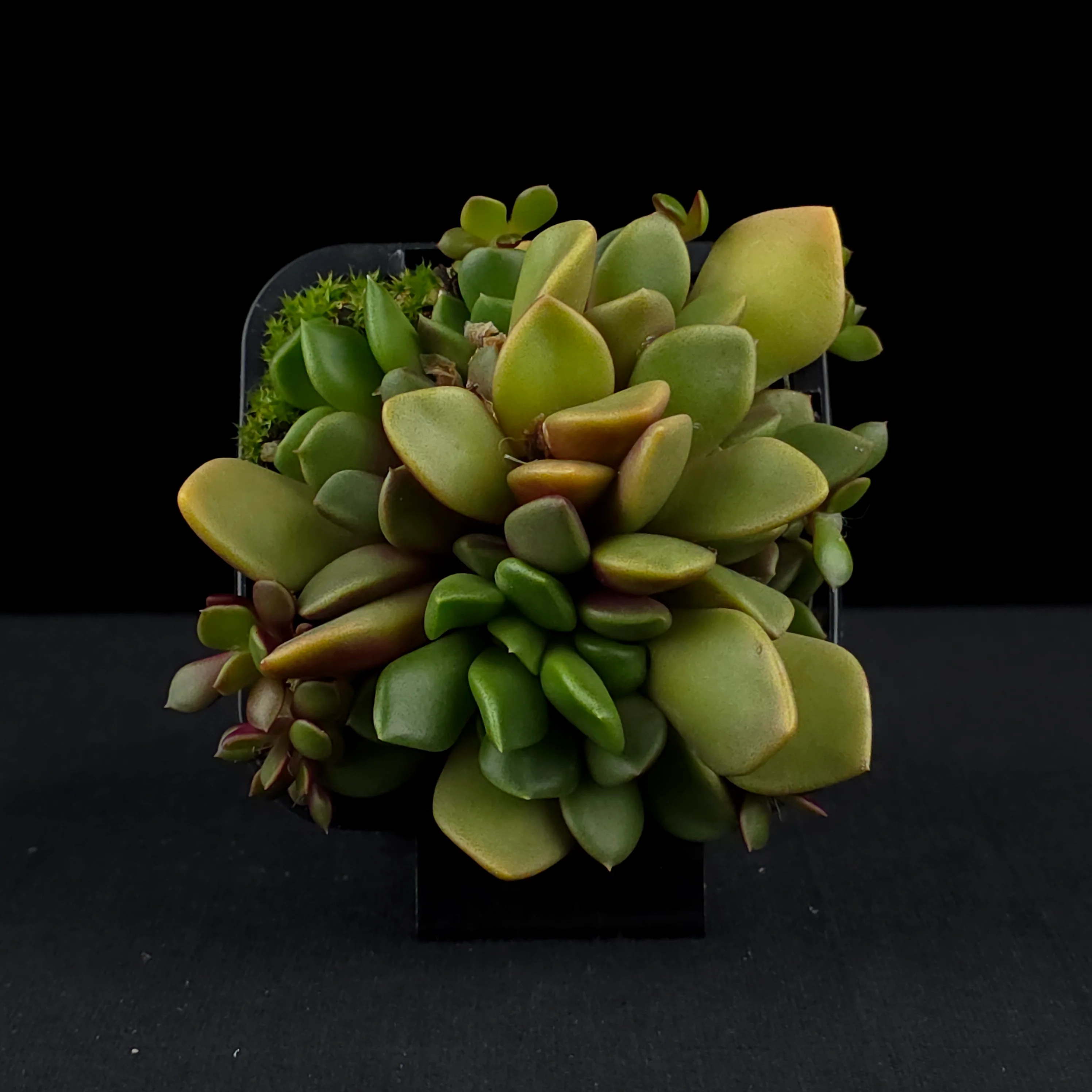 Anacampseros rufescens - Image 4