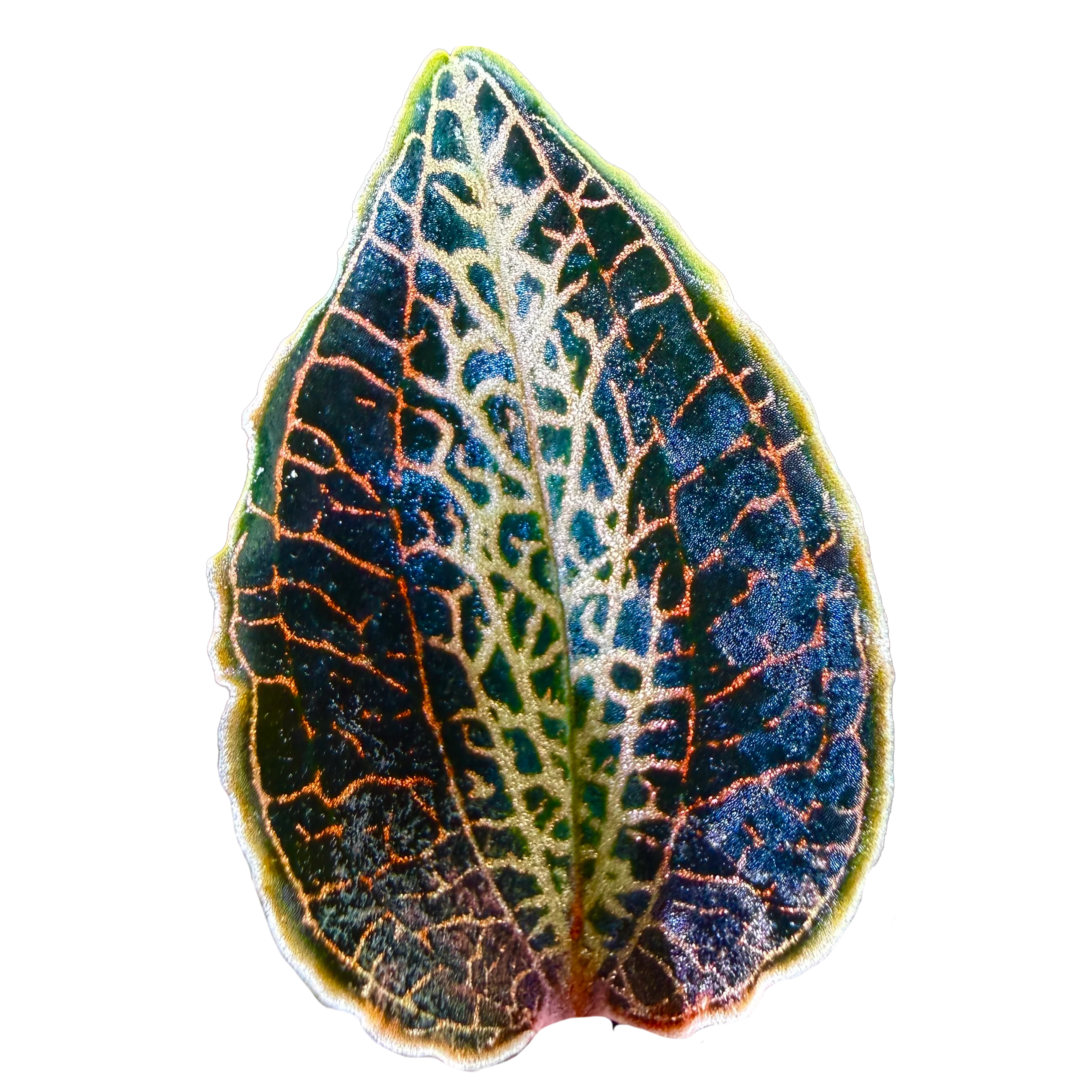Anoectochilus 'Silver Heart'