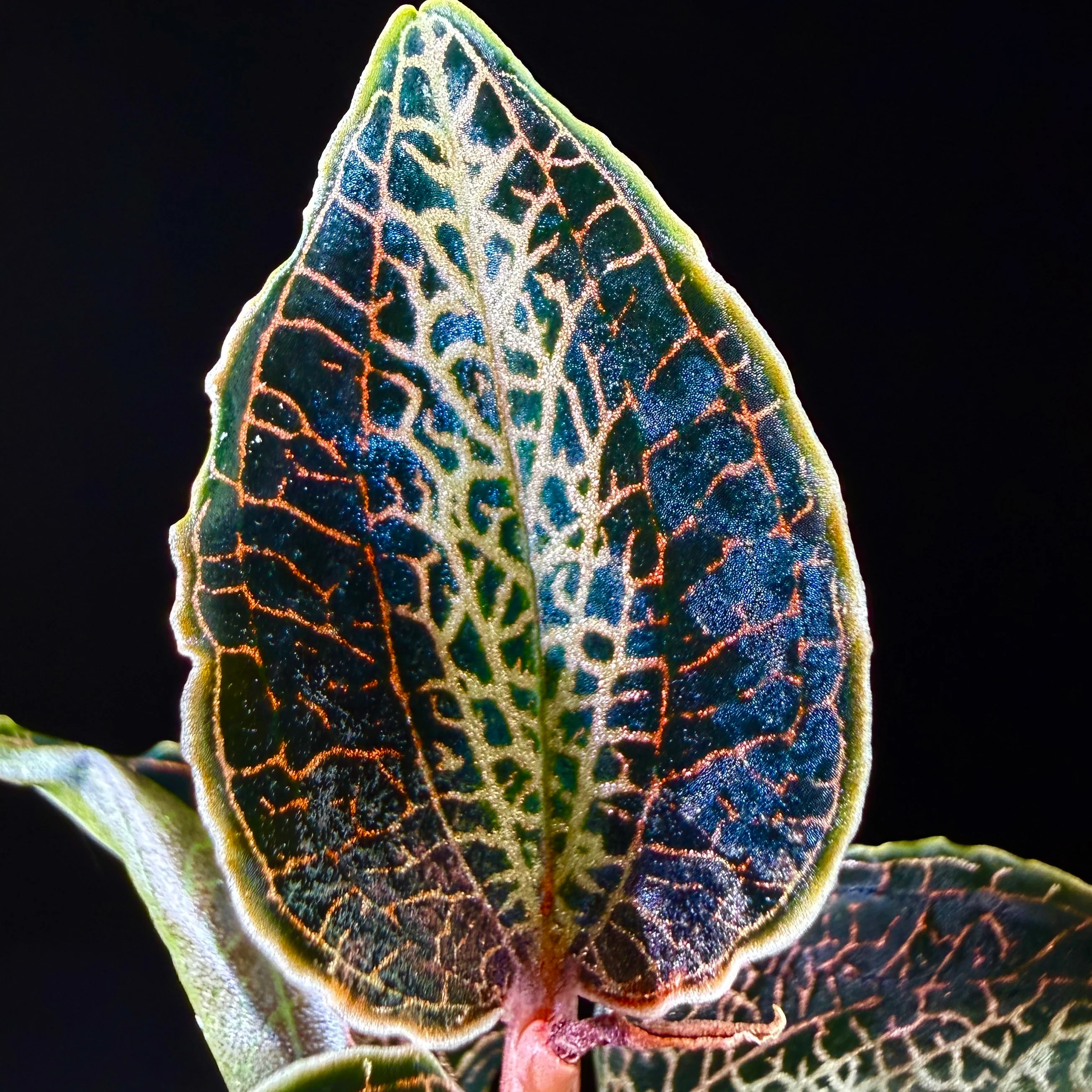 Anoectochilus 'Silver Heart' - Image 2