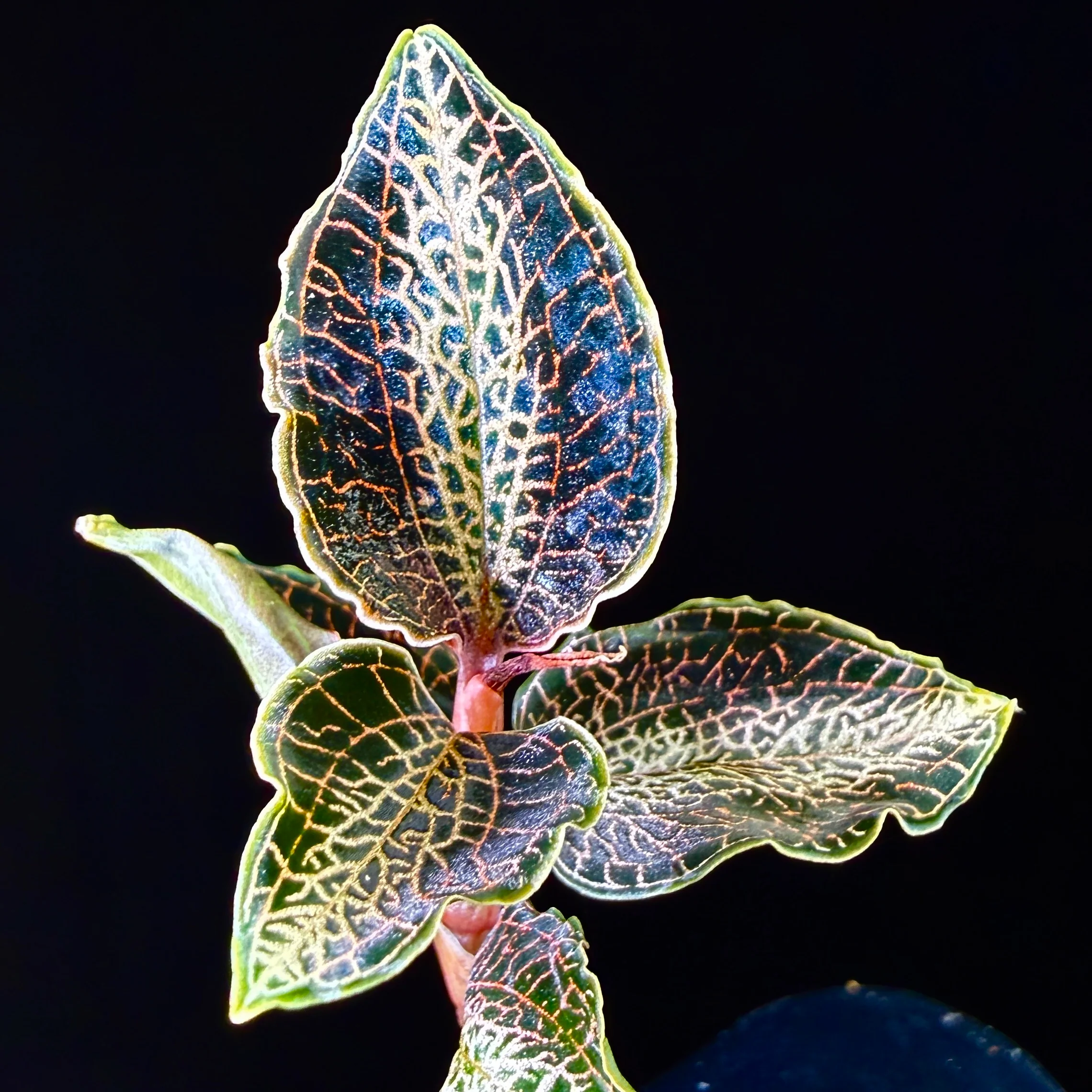 Anoectochilus 'Silver Heart' - Image 3