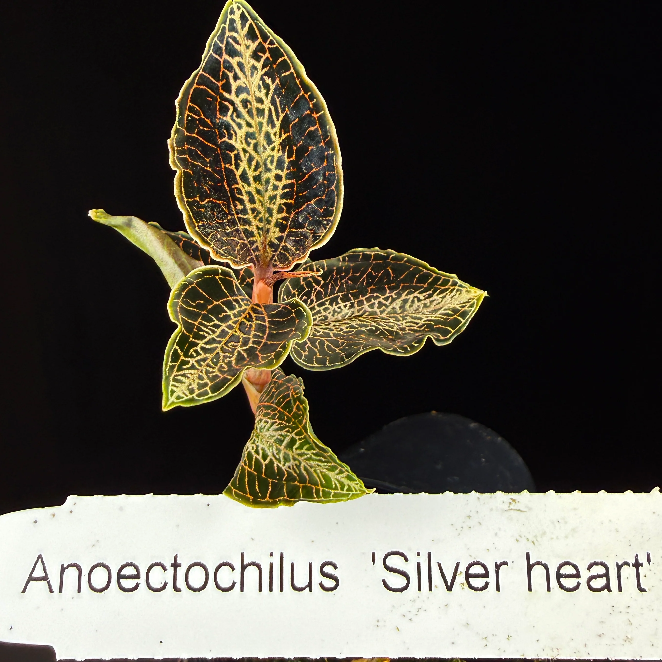 Anoectochilus 'Silver Heart' - Image 4
