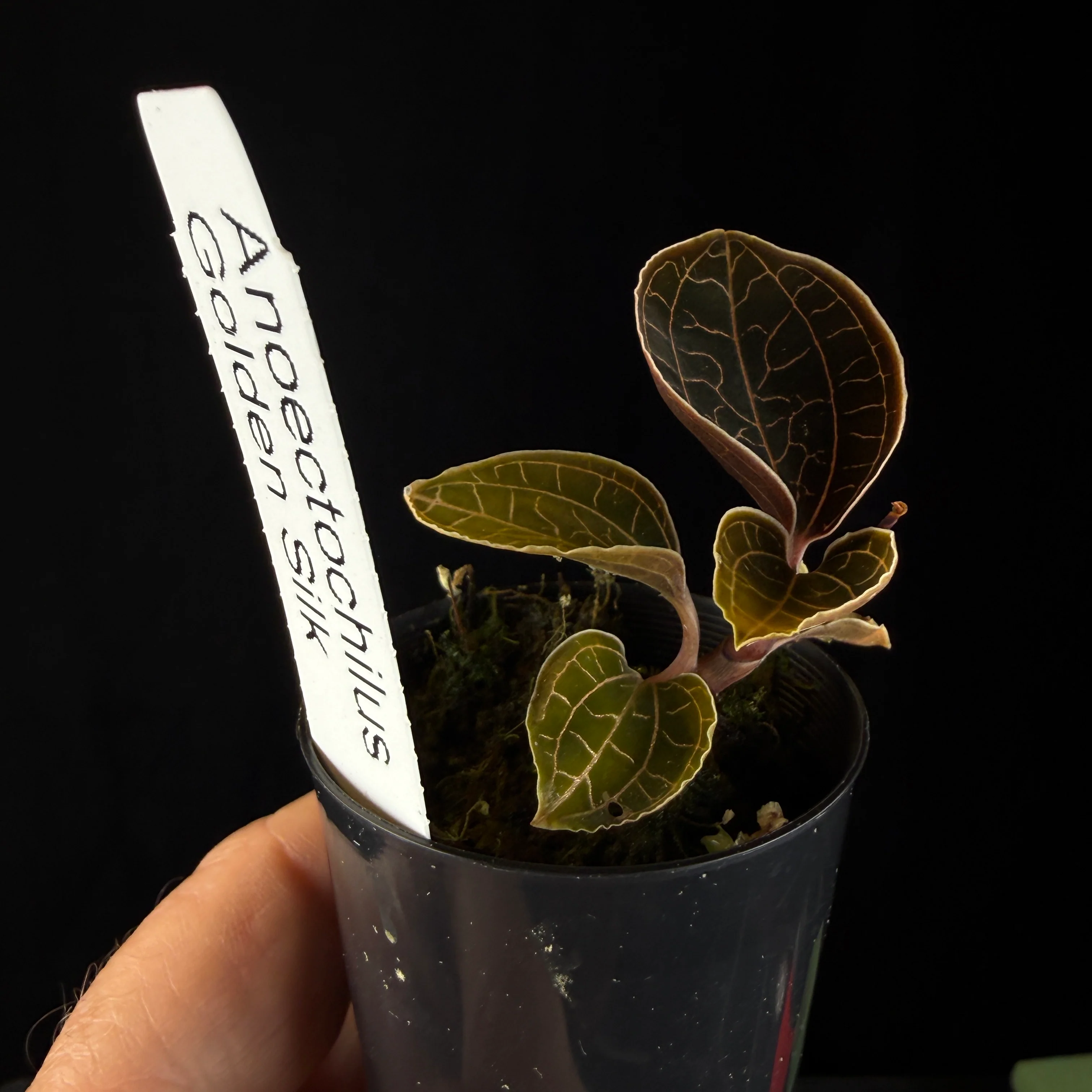 Anoectochilus 'Golden Silk' - Image 2