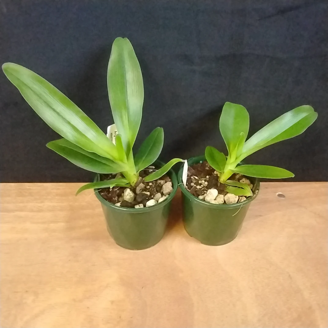 Angraecum eburneum - Image 3