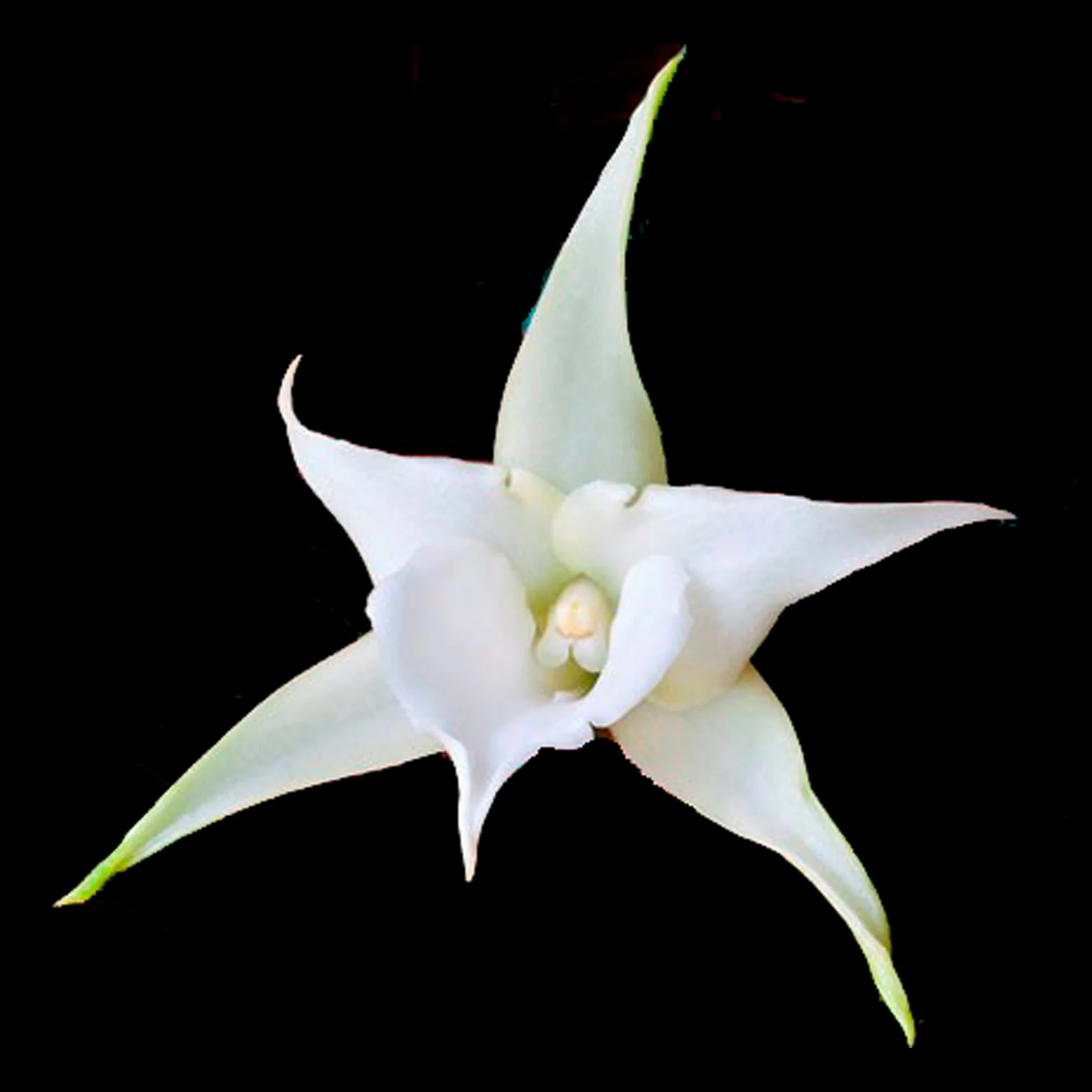 Angraecum Lemforde White Beauty AM/AOS - Image 2