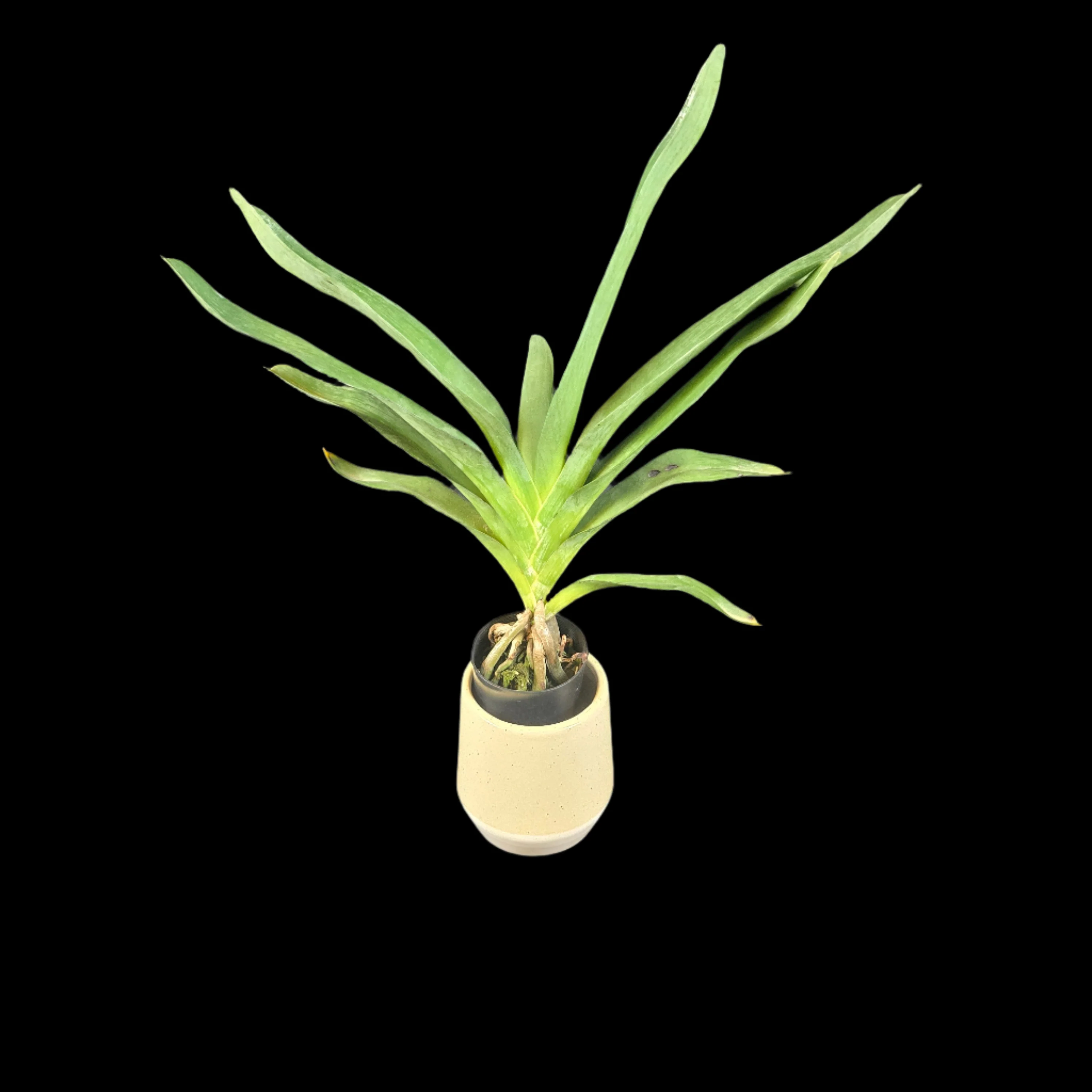 Angraecum Lemforde White Beauty AM/AOS - Image 3