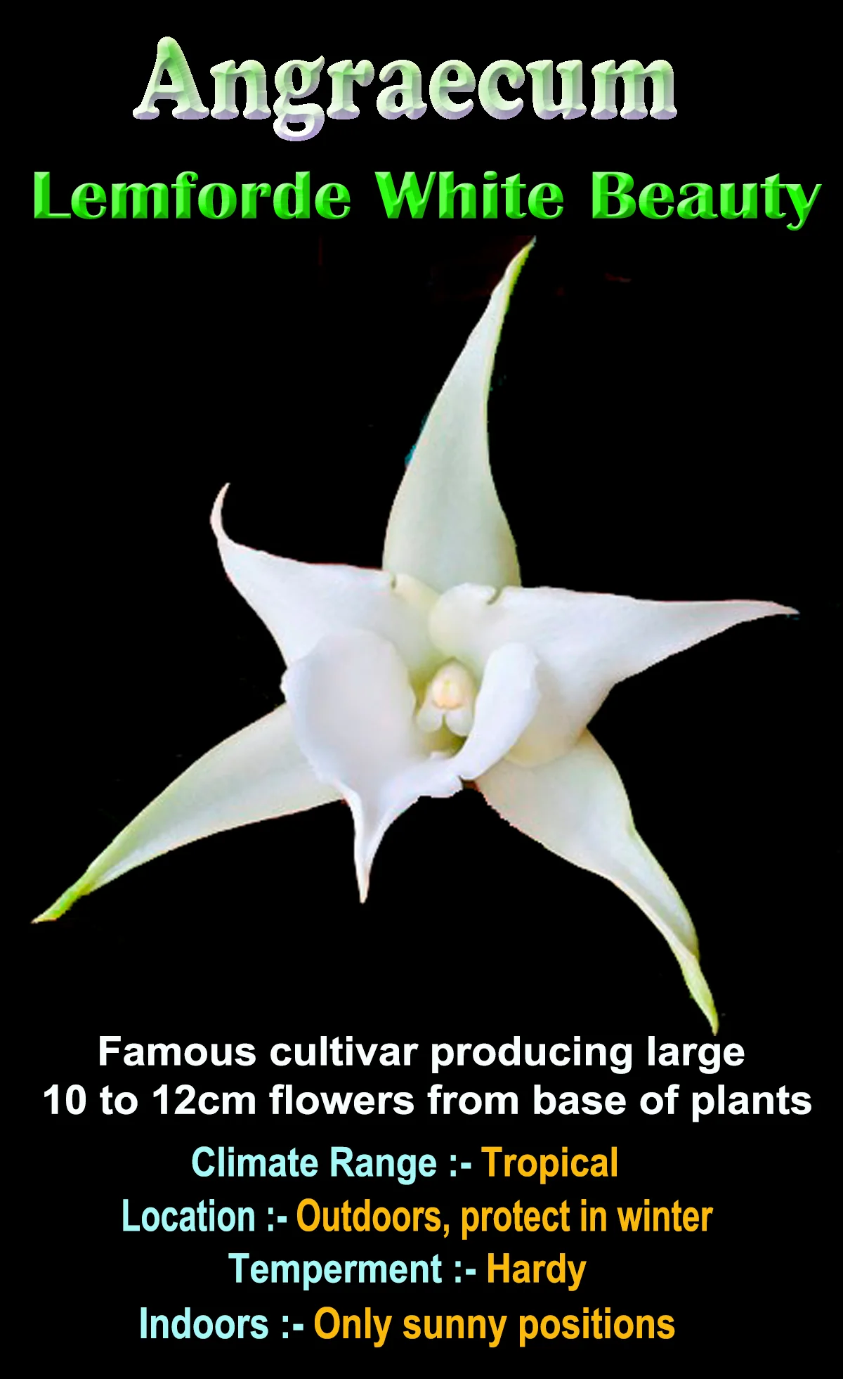 Angraecum Lemforde White Beauty AM/AOS - Image 4