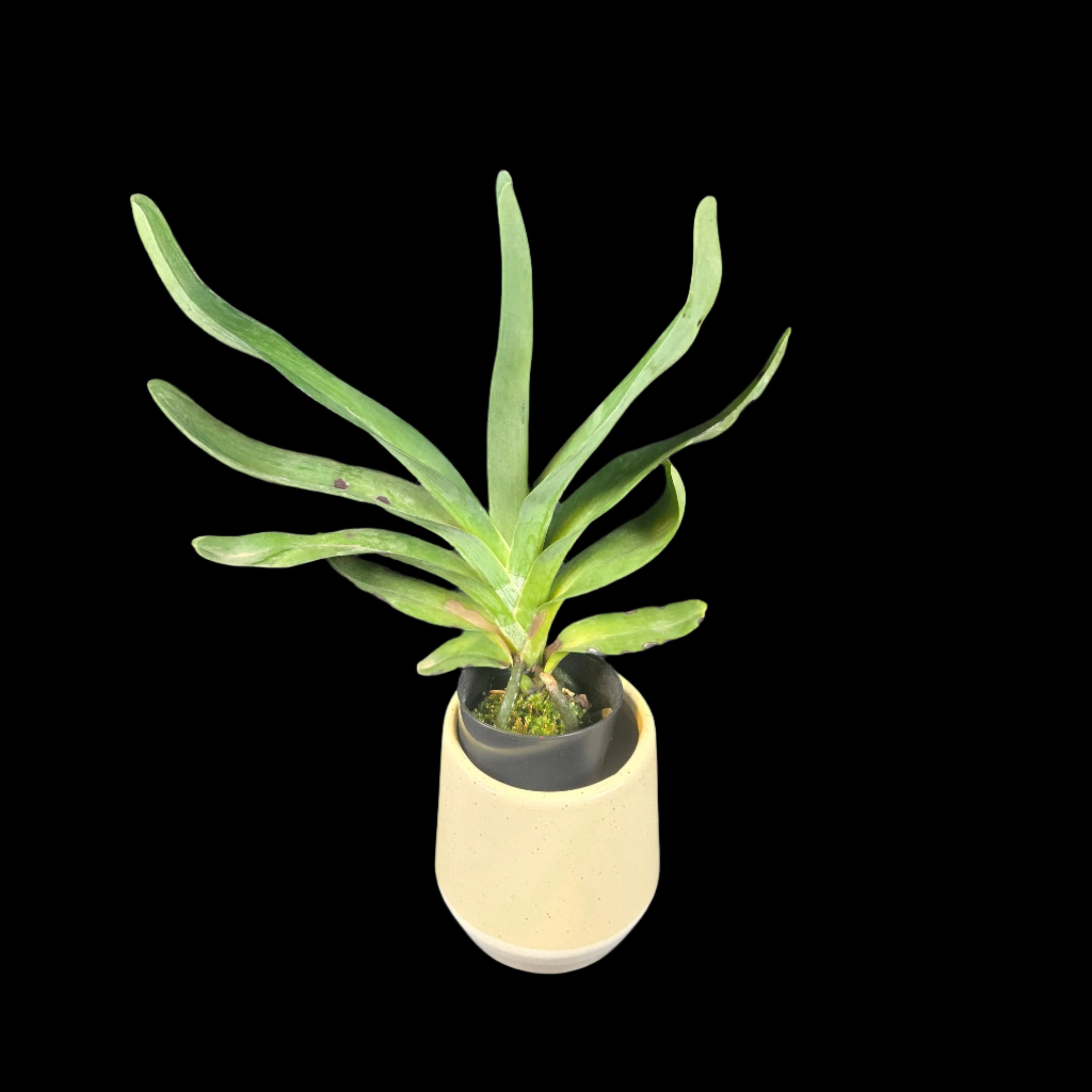 Angraecum Lemforde White Beauty AM/AOS - Image 5